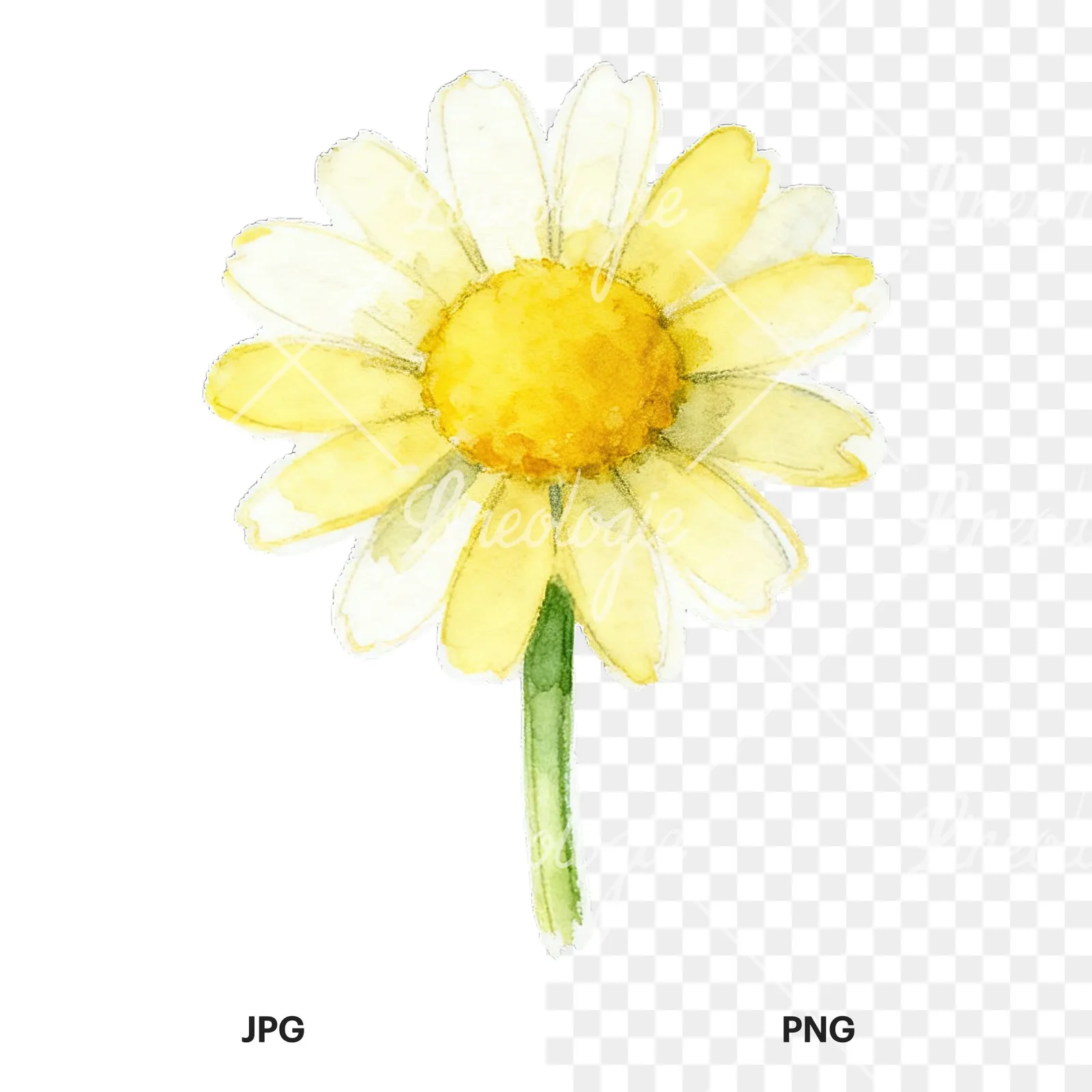 Watercolor daisy flower clipart 1 of 9, as a JPG on white and a transparent PNG