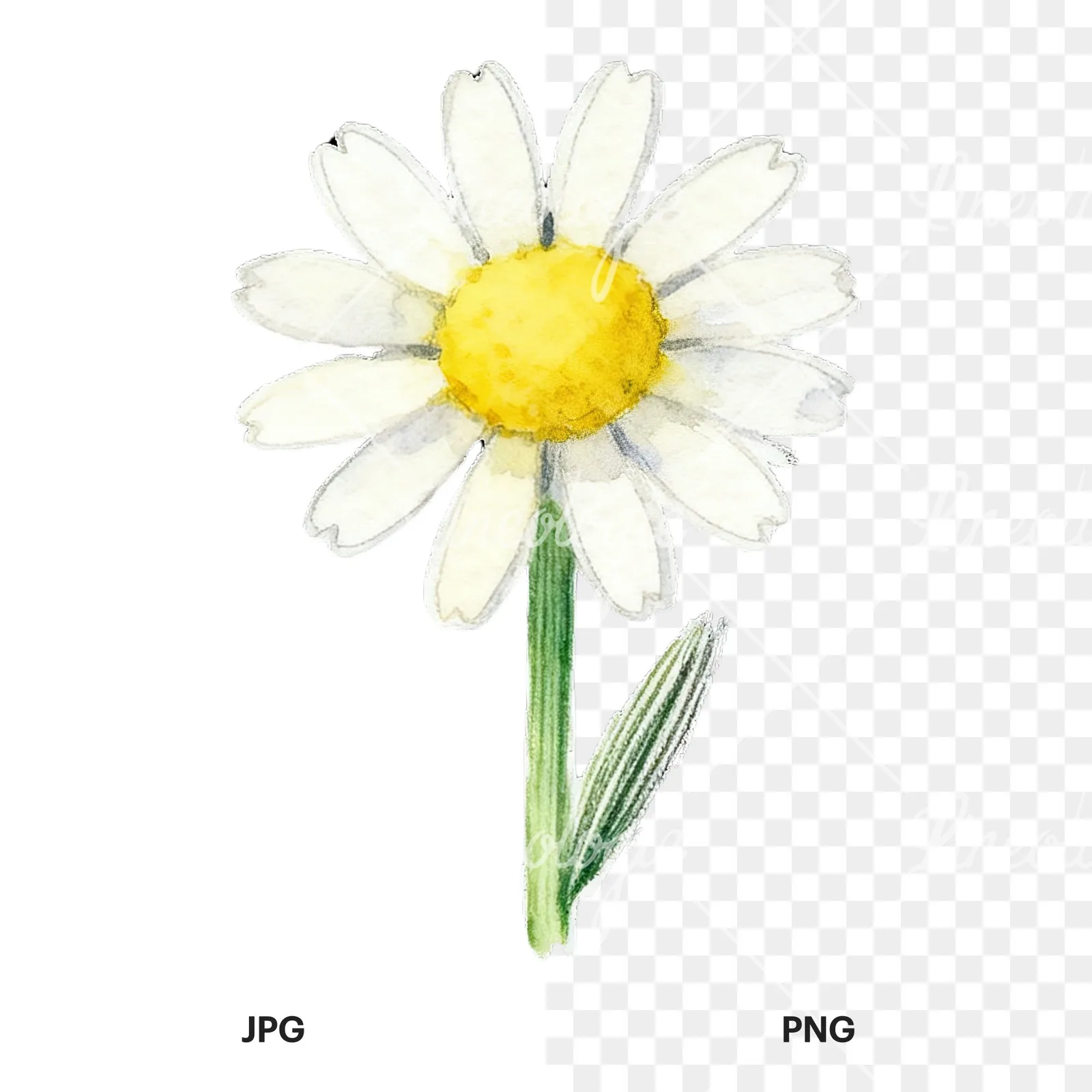Watercolor daisy flower clipart 2 of 9, as a JPG on white and a transparent PNG