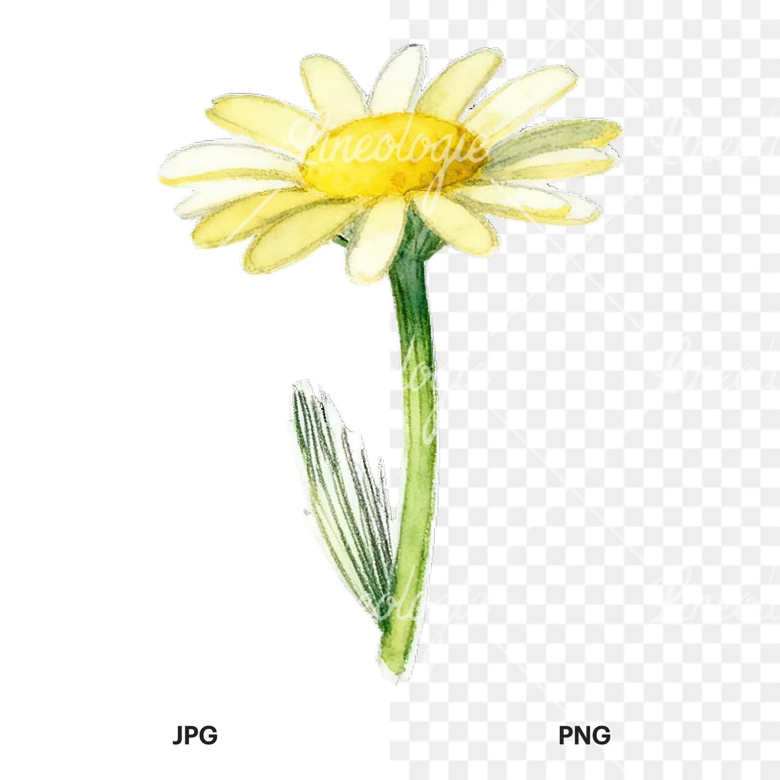 Watercolor daisy flower clipart 3 of 9, as a JPG on white and a transparent PNG