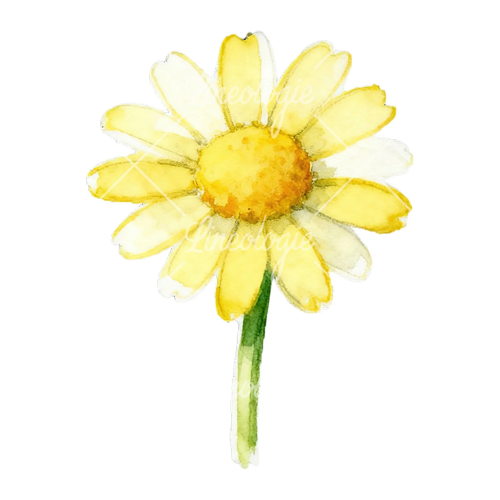 Watercolor daisy flower clipart 4 of 9 on a white background (JPG)