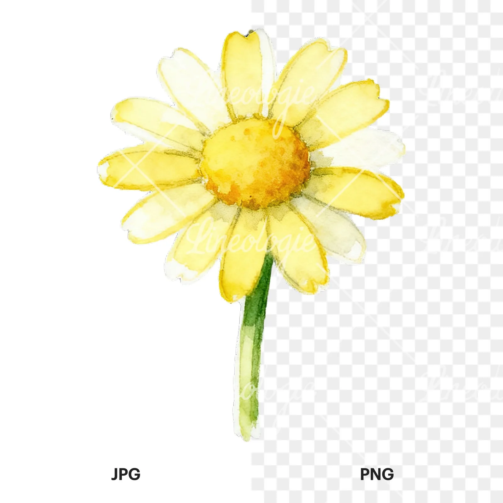 Watercolor daisy flower clipart 4 of 9, as a JPG on white and a transparent PNG