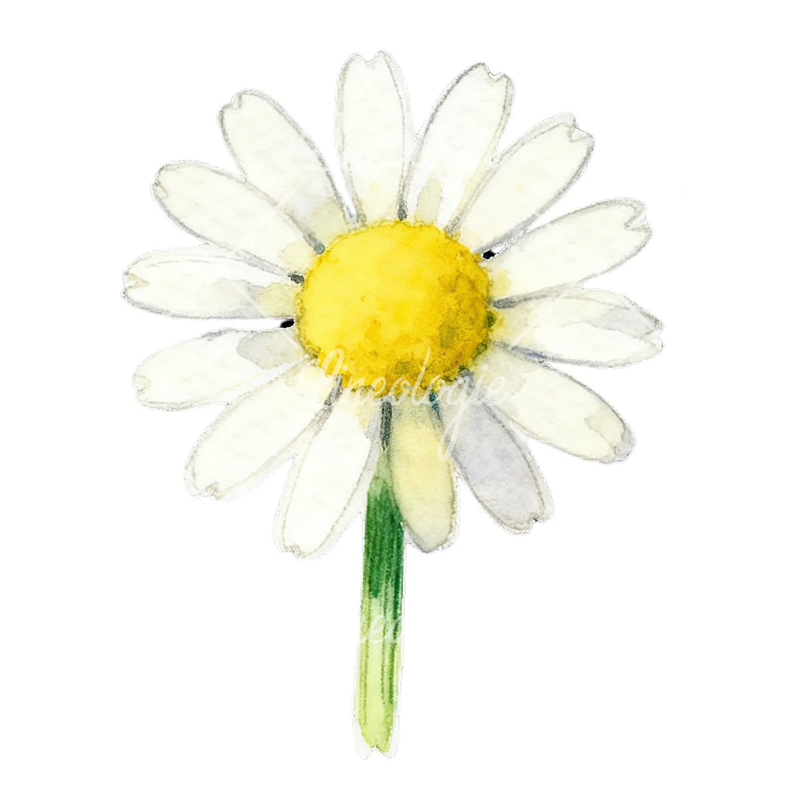 Watercolor daisy flower clipart 5 of 9 on a white background (JPG)