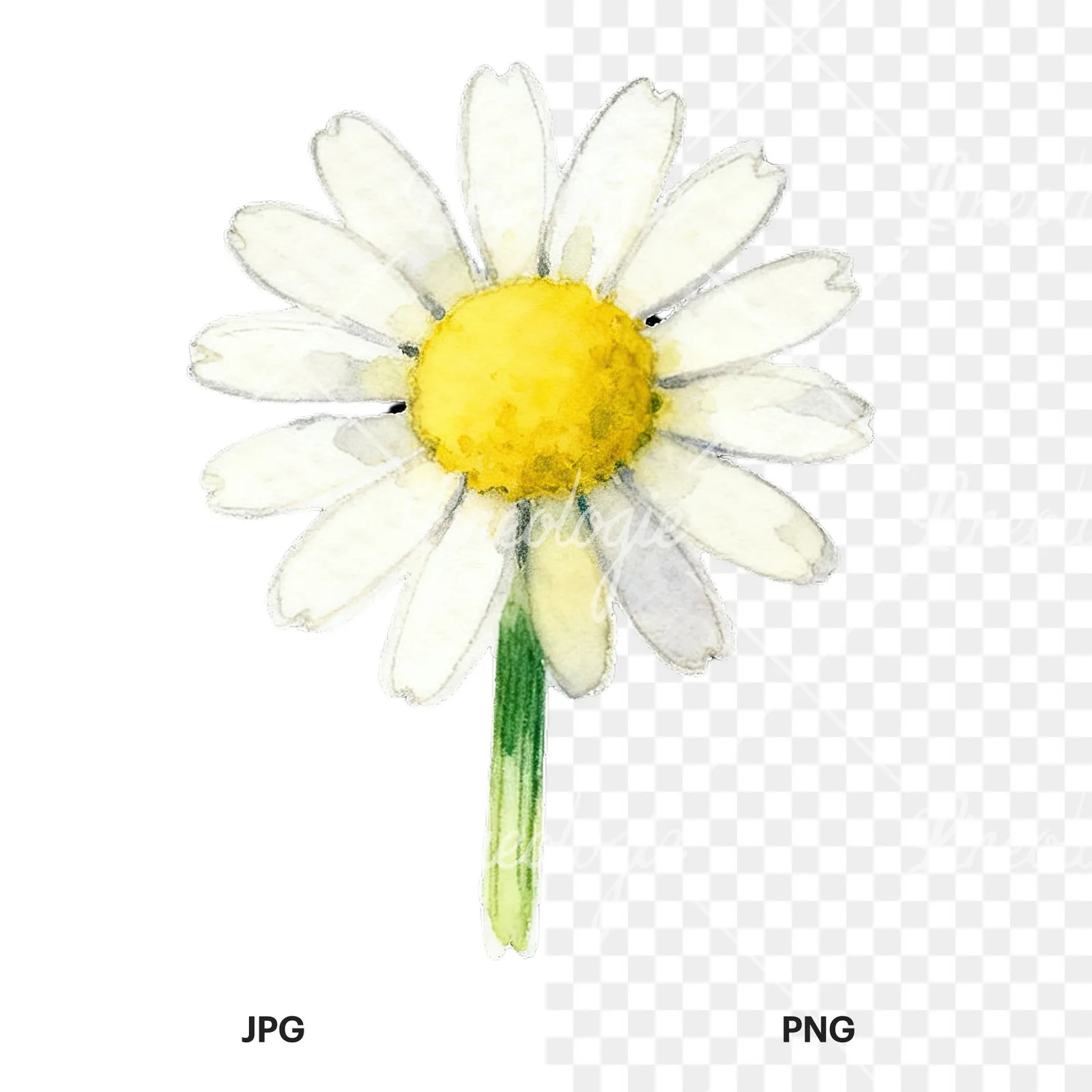 Watercolor daisy flower clipart 5 of 9, as a JPG on white and a transparent PNG