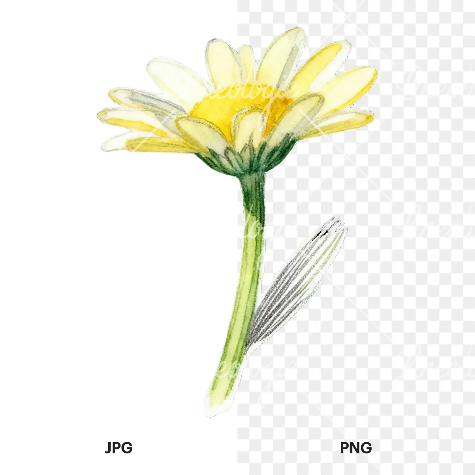 Watercolor daisy flower clipart 6 of 9, as a JPG on white and a transparent PNG