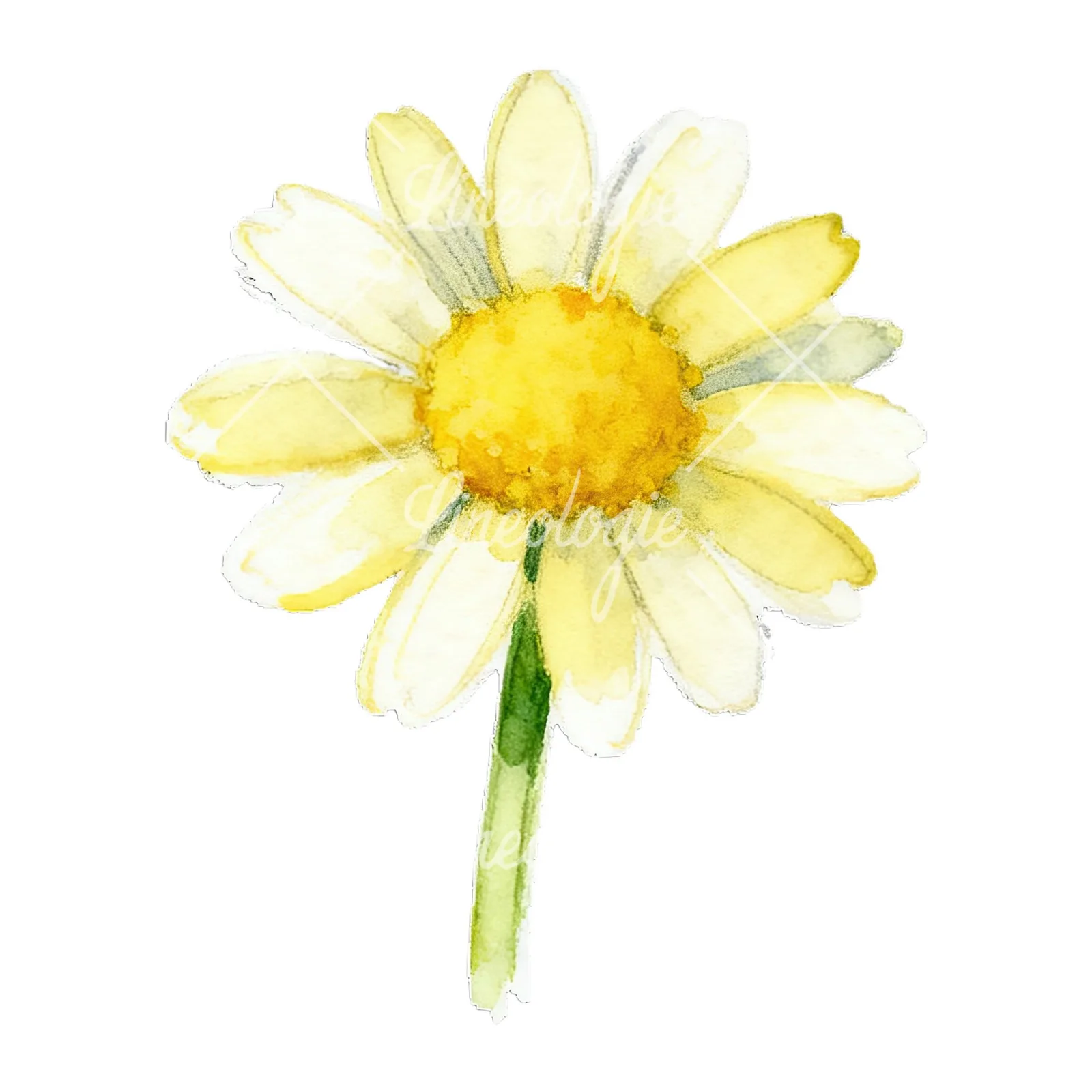 Watercolor daisy flower clipart 7 of 9 on a white background (JPG)