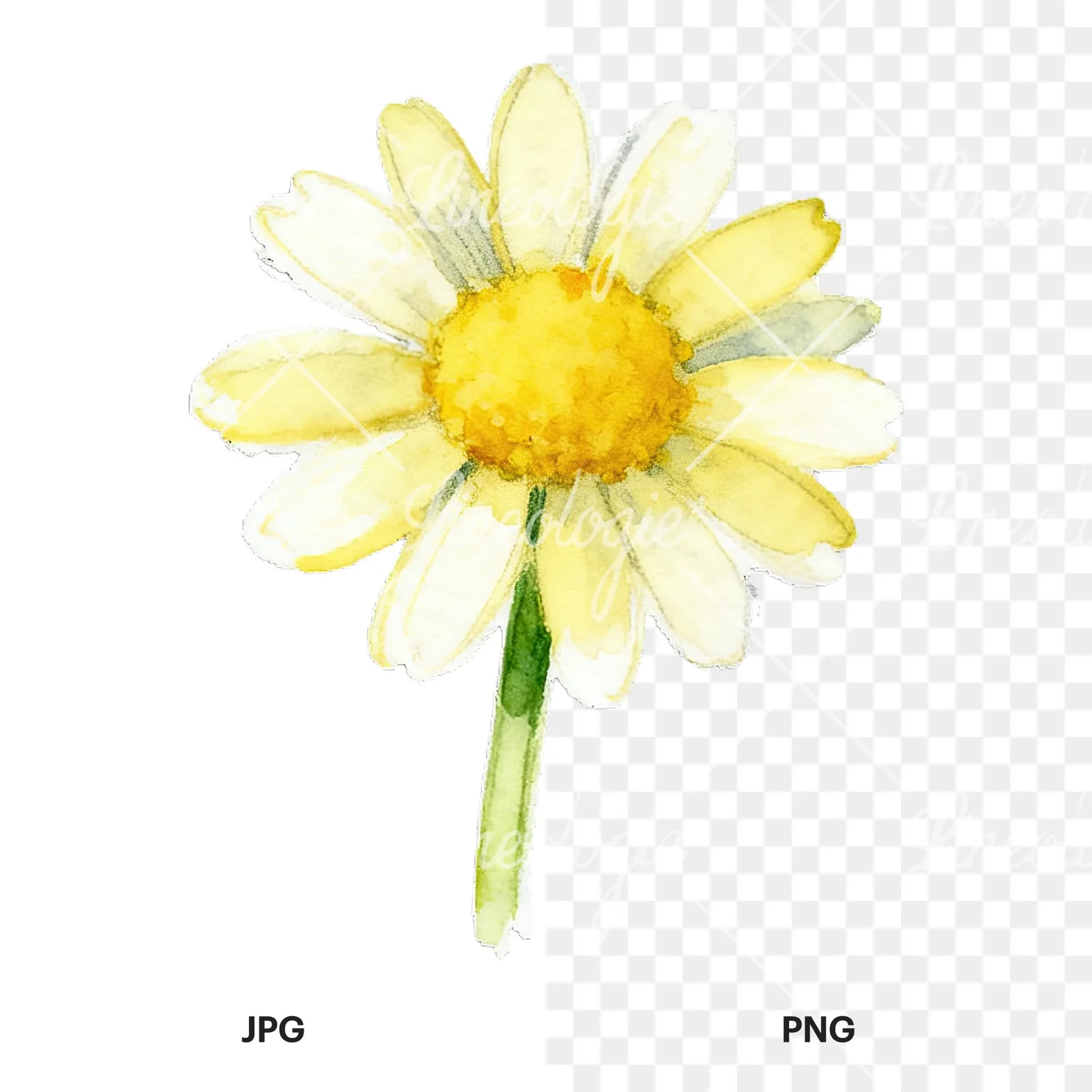Watercolor daisy flower clipart 7 of 9, as a JPG on white and a transparent PNG