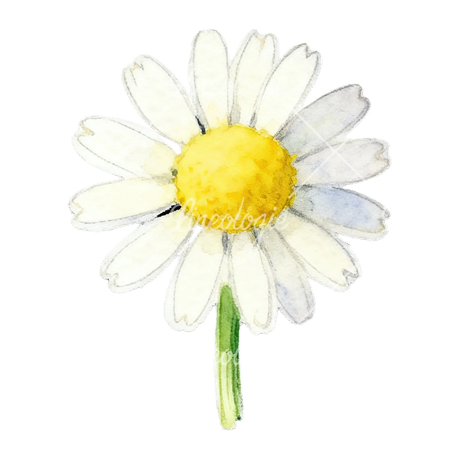 Watercolor daisy flower clipart 8 of 9 on a white background (JPG)