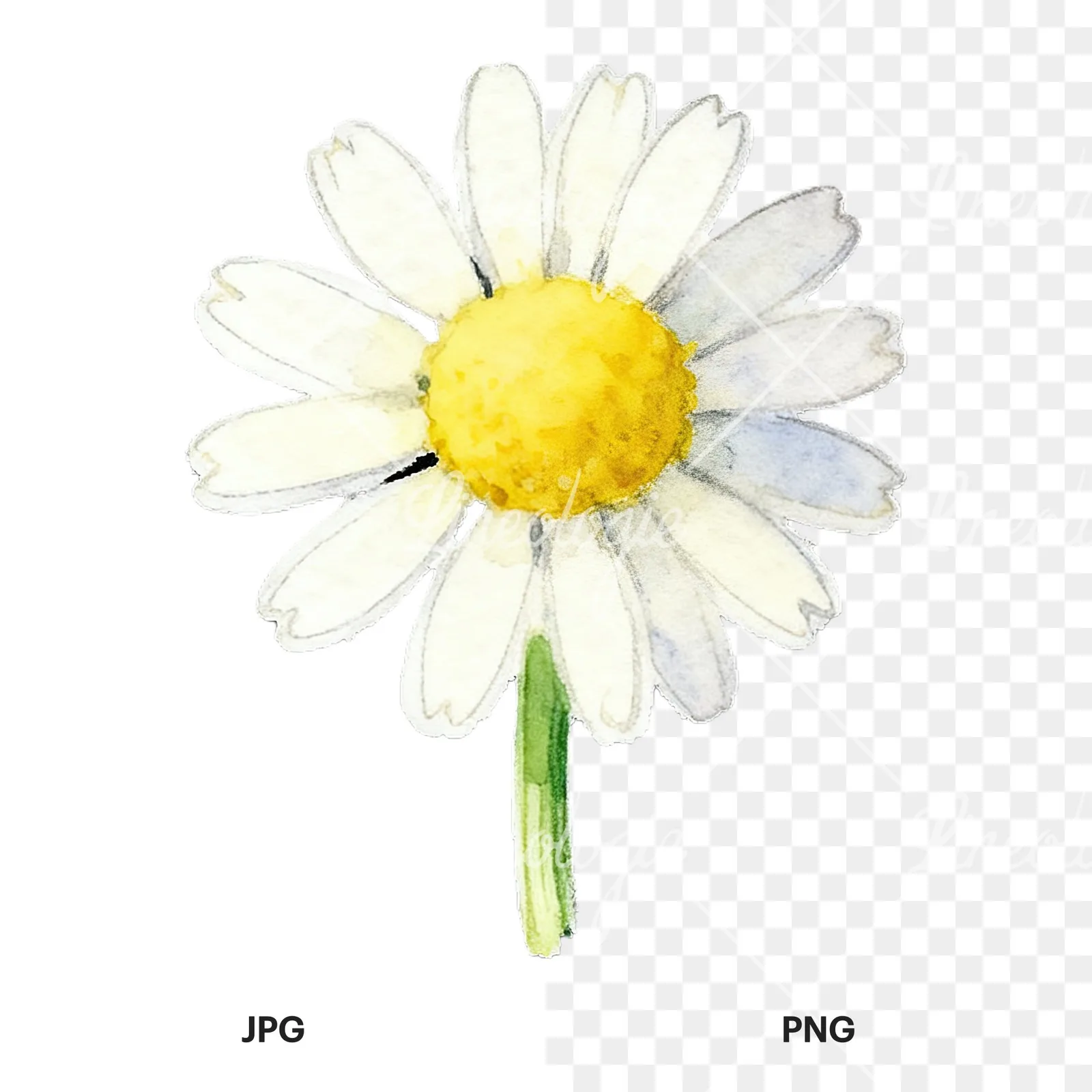 Watercolor daisy flower clipart 8 of 9, as a JPG on white and a transparent PNG