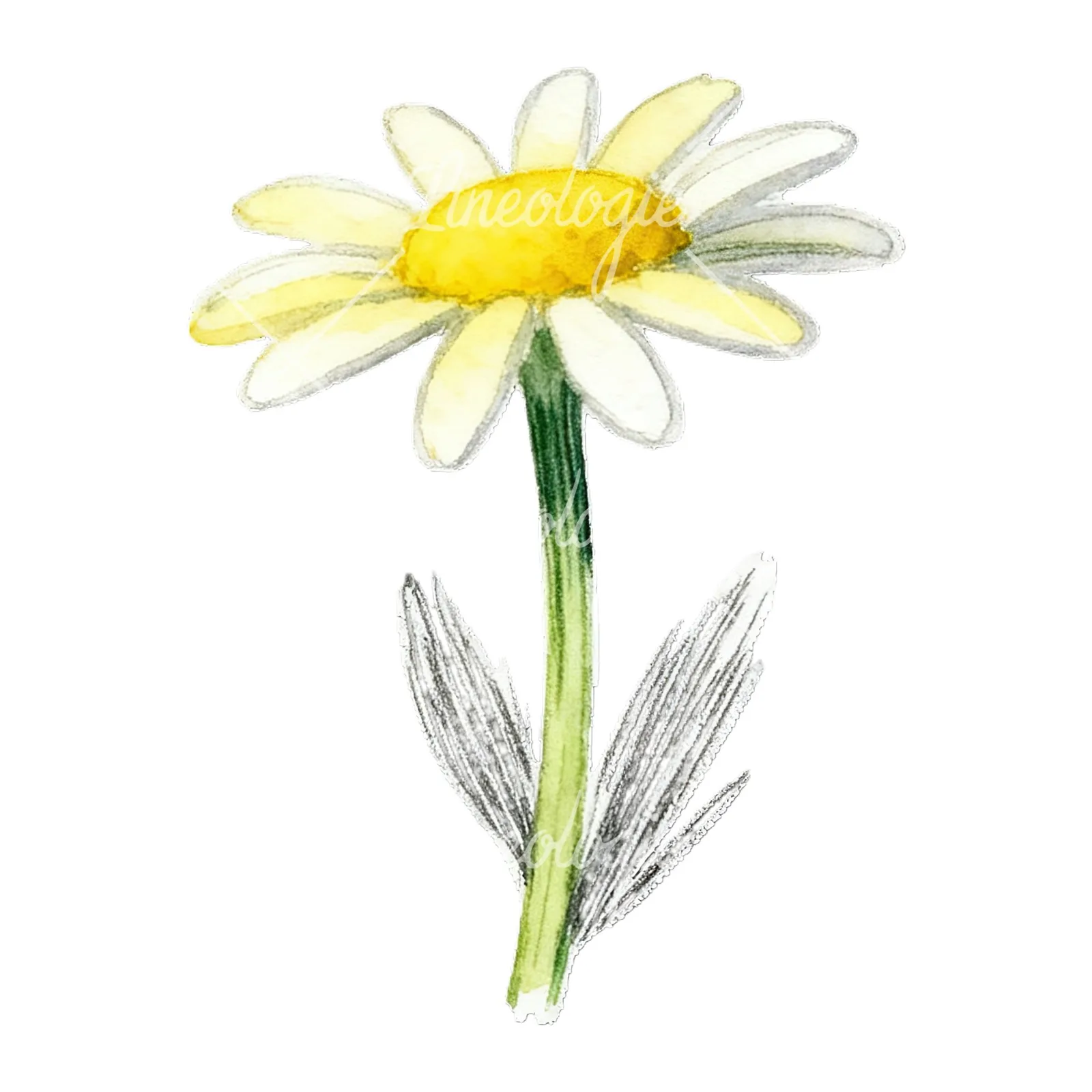 Watercolor daisy flower clipart 9 of 9 on a white background (JPG)