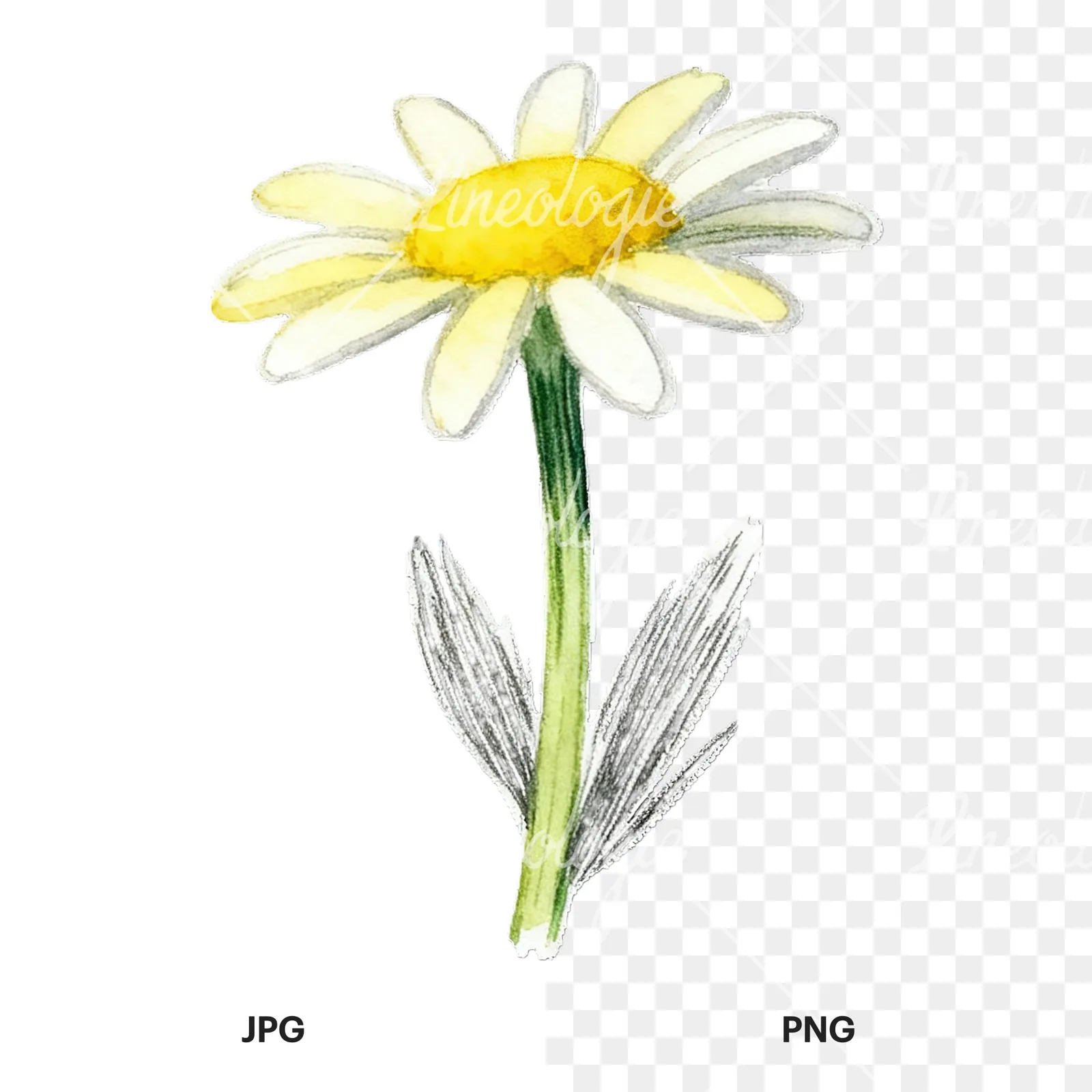 Watercolor daisy flower clipart 9 of 9, as a JPG on white and a transparent PNG