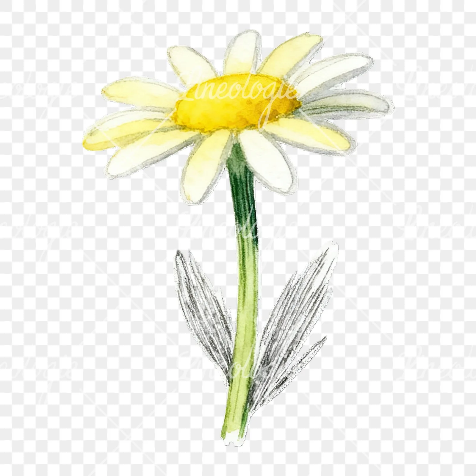 Watercolor daisy flower clipart 9 of 9 on a transparent background (PNG)