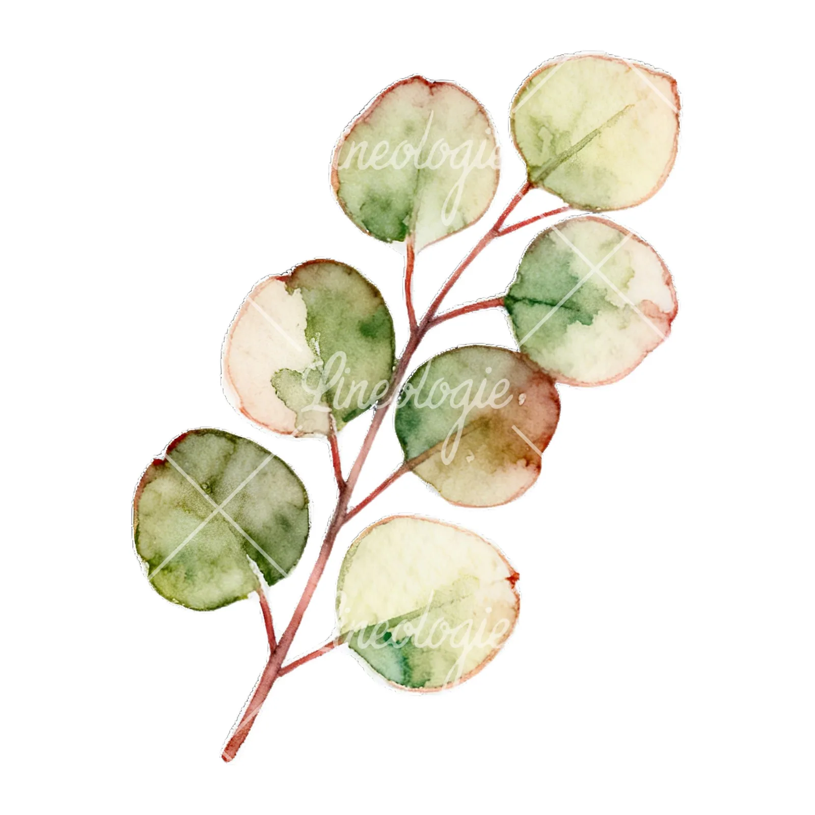 Watercolor eucalyptus branch with muted red clipart 1 of 9 on a white background (JPG)