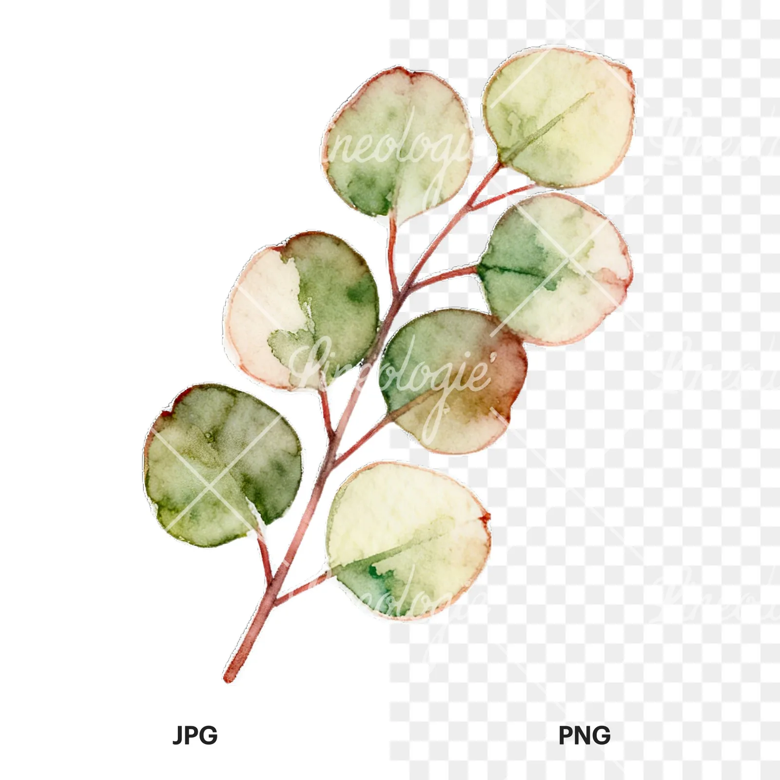 Watercolor eucalyptus branch with muted red clipart 1 of 9, as a JPG on white and a transparent PNG