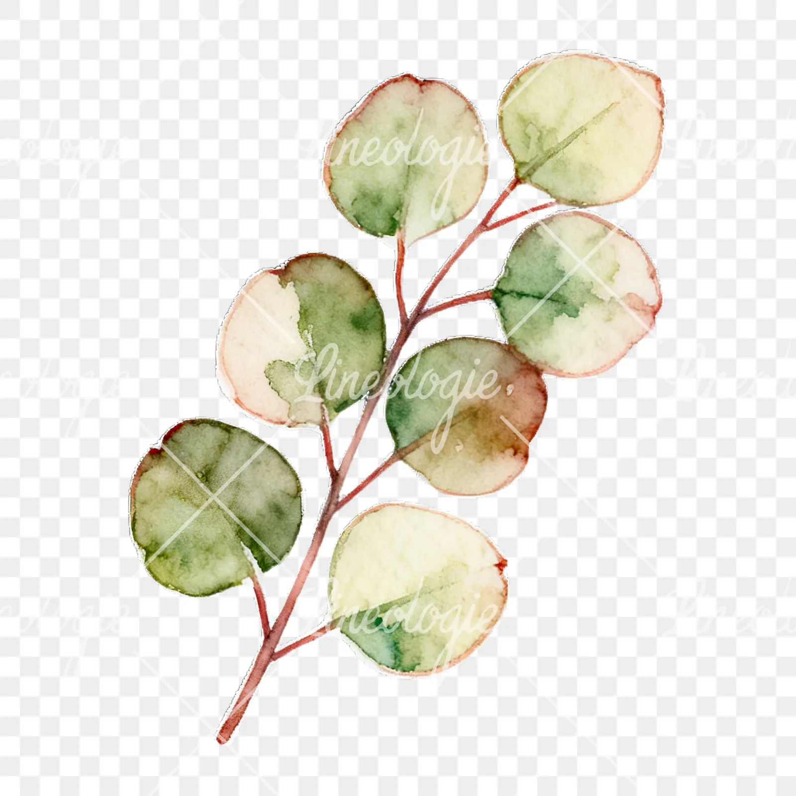 Watercolor eucalyptus branch with muted red clipart 1 of 9 on a transparent background (PNG)