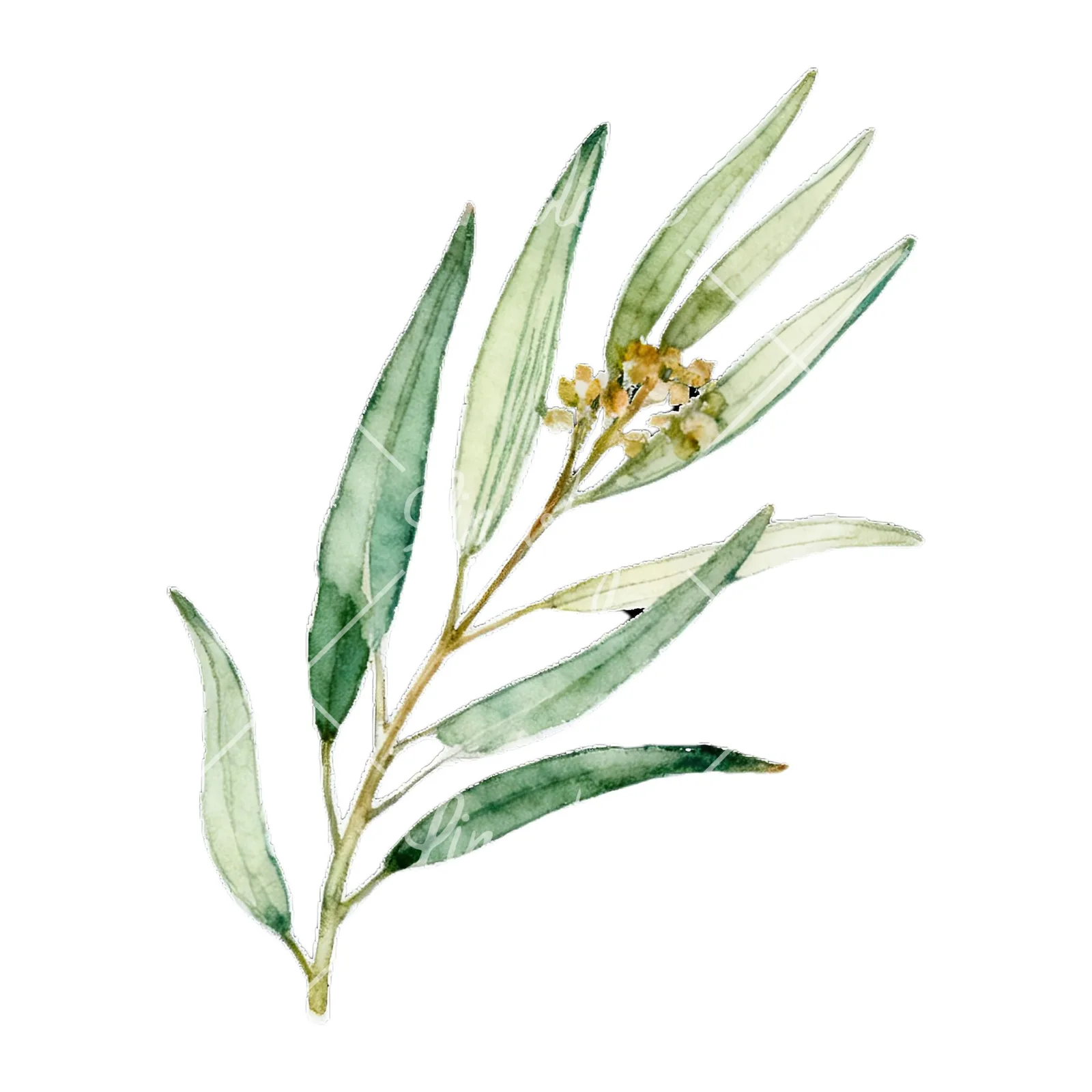 Watercolor eucalyptus branch with muted red clipart 2 of 9 on a white background (JPG)