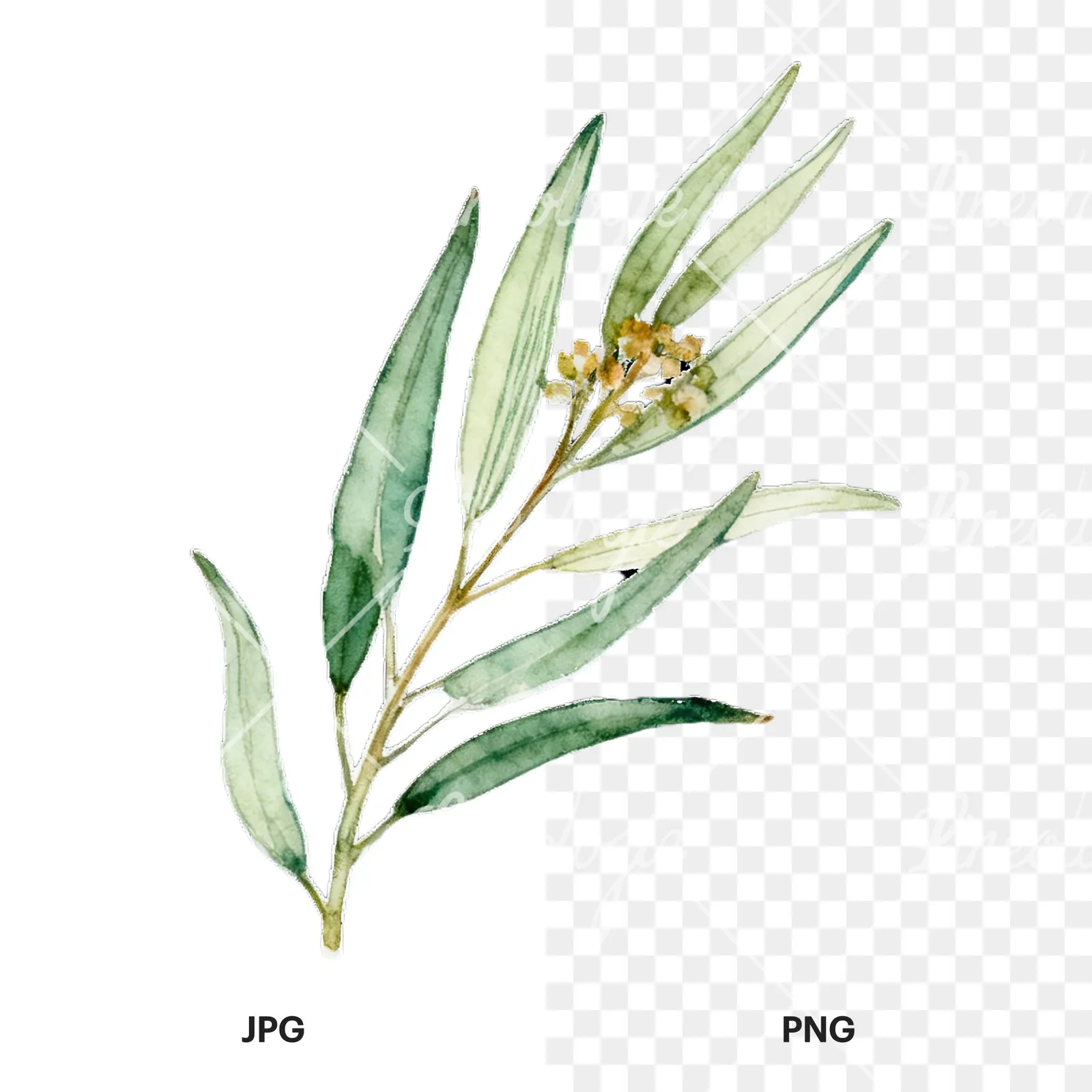 Watercolor eucalyptus branch with muted red clipart 2 of 9, as a JPG on white and a transparent PNG