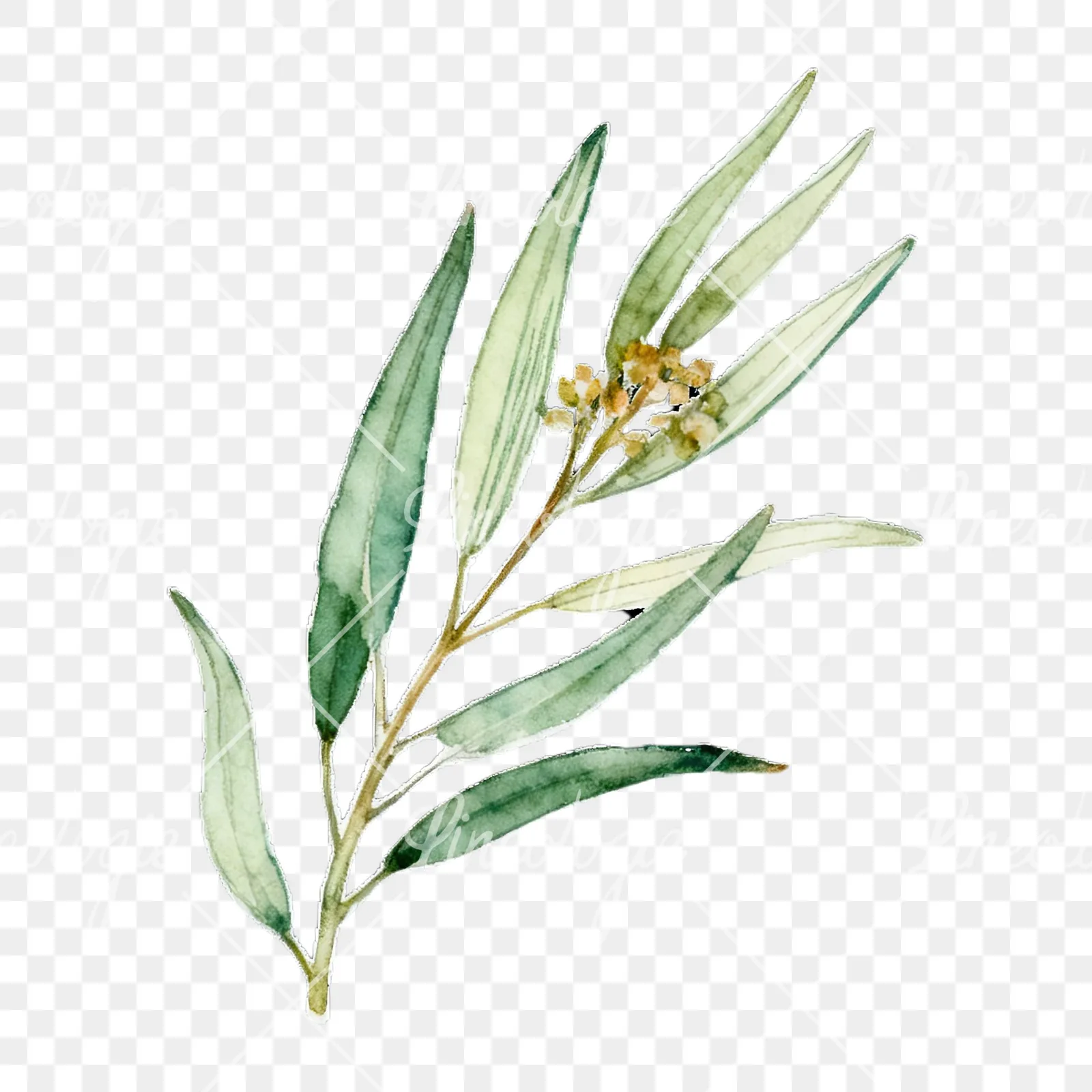 Watercolor eucalyptus branch with muted red clipart 2 of 9 on a transparent background (PNG)