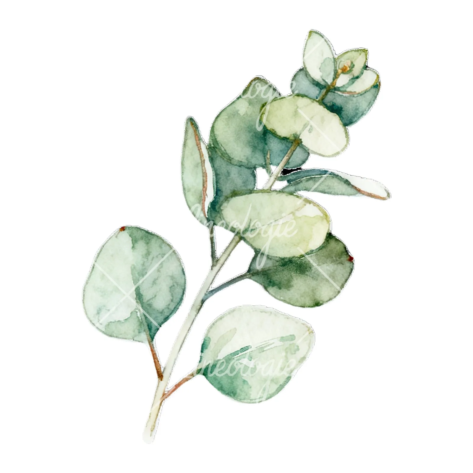 Watercolor eucalyptus branch with muted red clipart 3 of 9 on a white background (JPG)