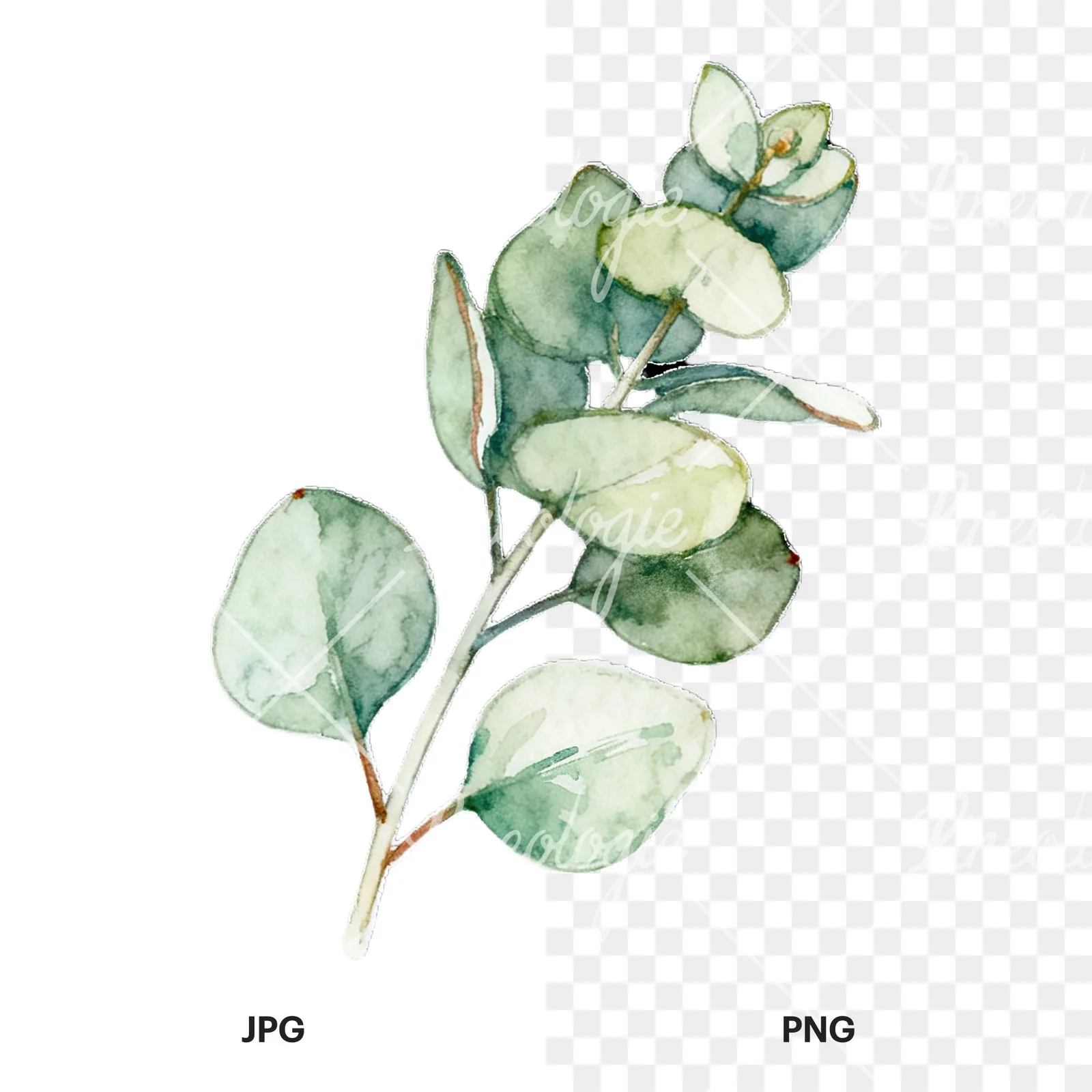 Watercolor eucalyptus branch with muted red clipart 3 of 9, as a JPG on white and a transparent PNG