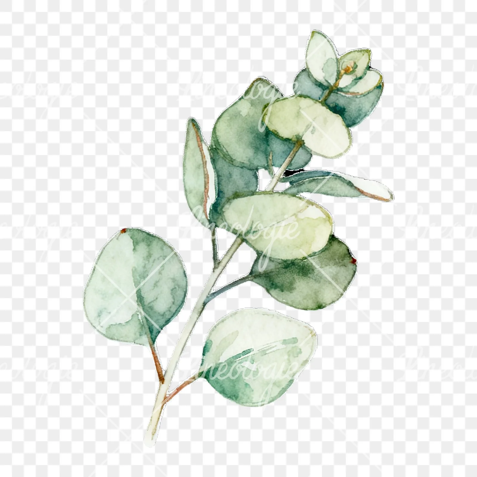 Watercolor eucalyptus branch with muted red clipart 3 of 9 on a transparent background (PNG)