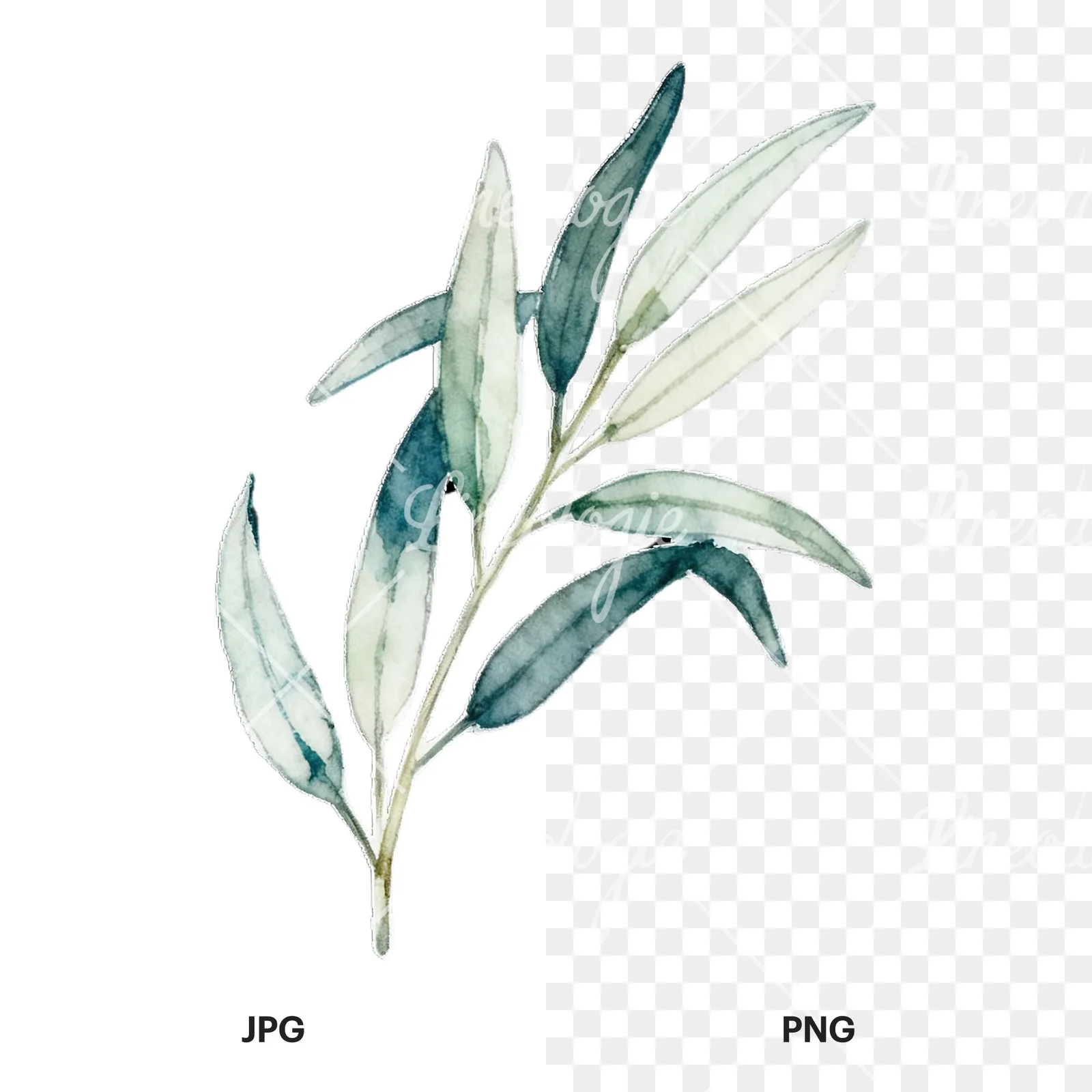 Watercolor eucalyptus branch with muted red clipart 4 of 9, as a JPG on white and a transparent PNG