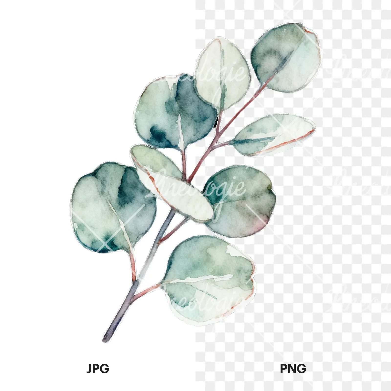 Watercolor eucalyptus branch with muted red clipart 5 of 9, as a JPG on white and a transparent PNG