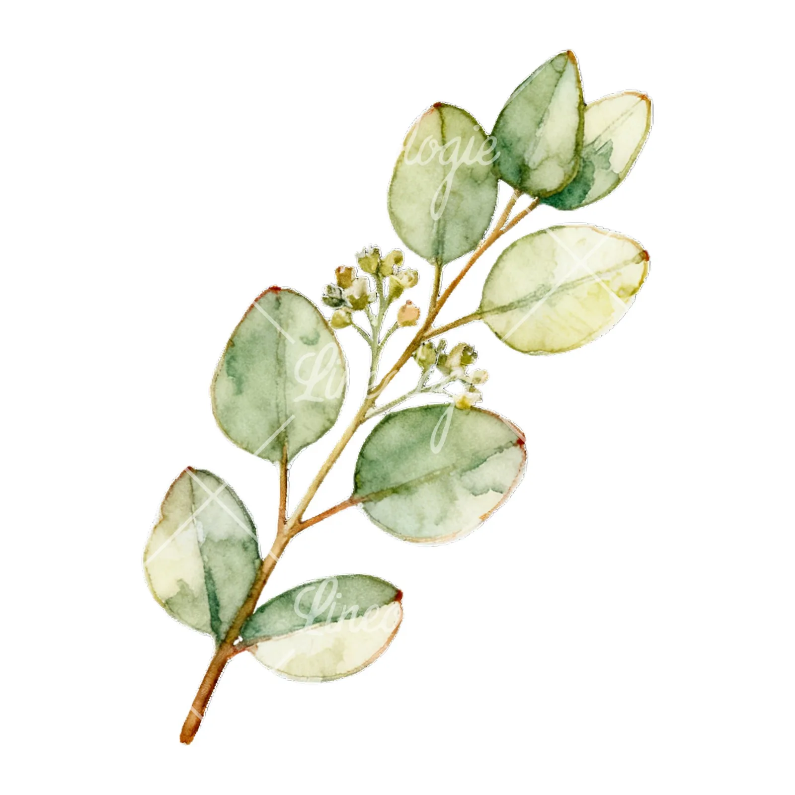 Watercolor eucalyptus branch with muted red clipart 6 of 9 on a white background (JPG)