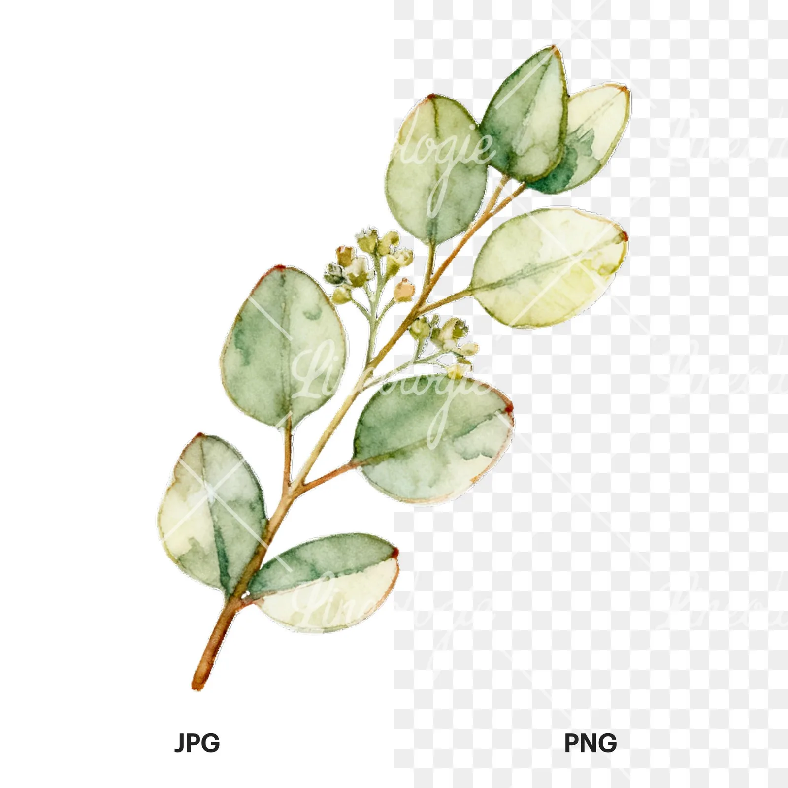 Watercolor eucalyptus branch with muted red clipart 6 of 9, as a JPG on white and a transparent PNG
