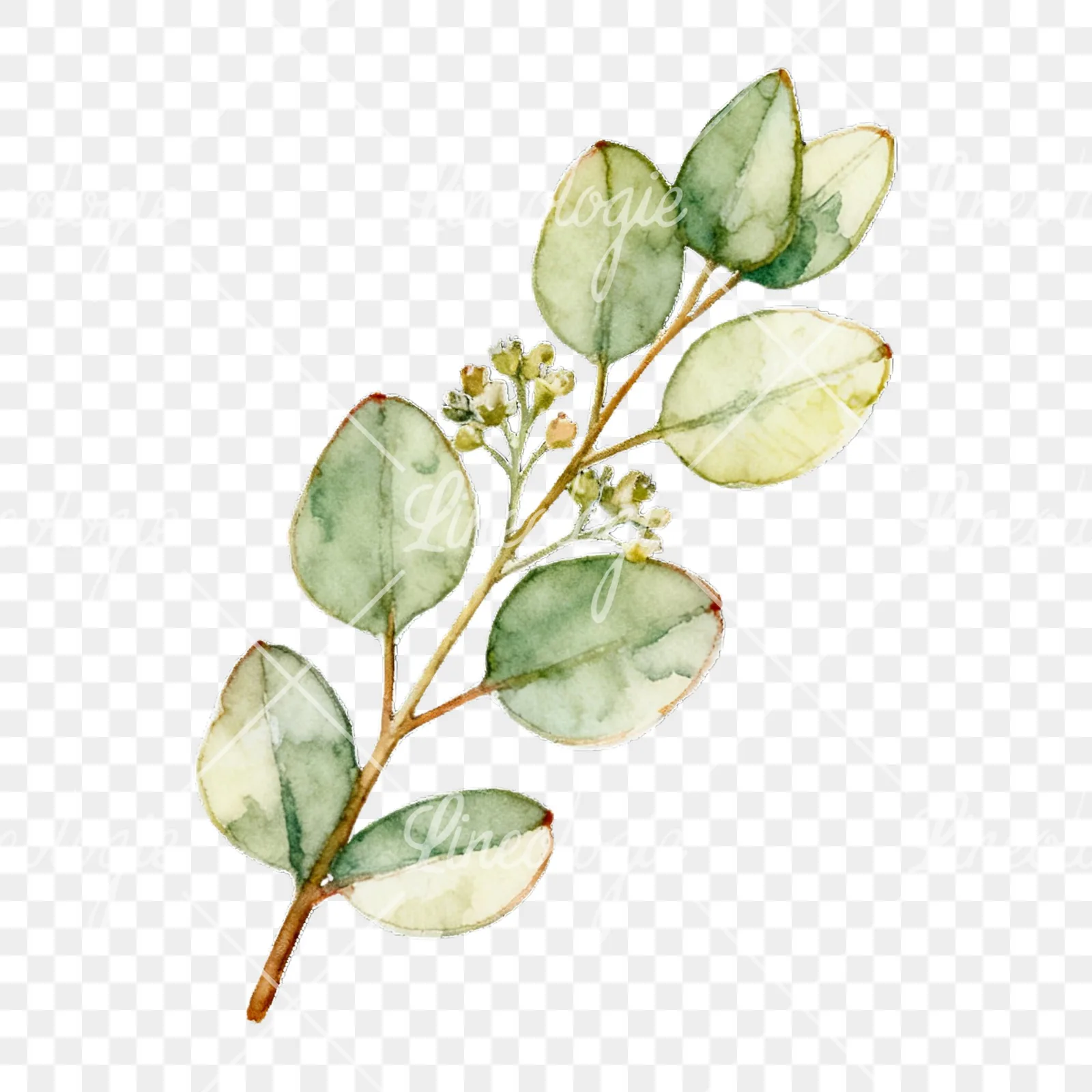 Watercolor eucalyptus branch with muted red clipart 6 of 9 on a transparent background (PNG)