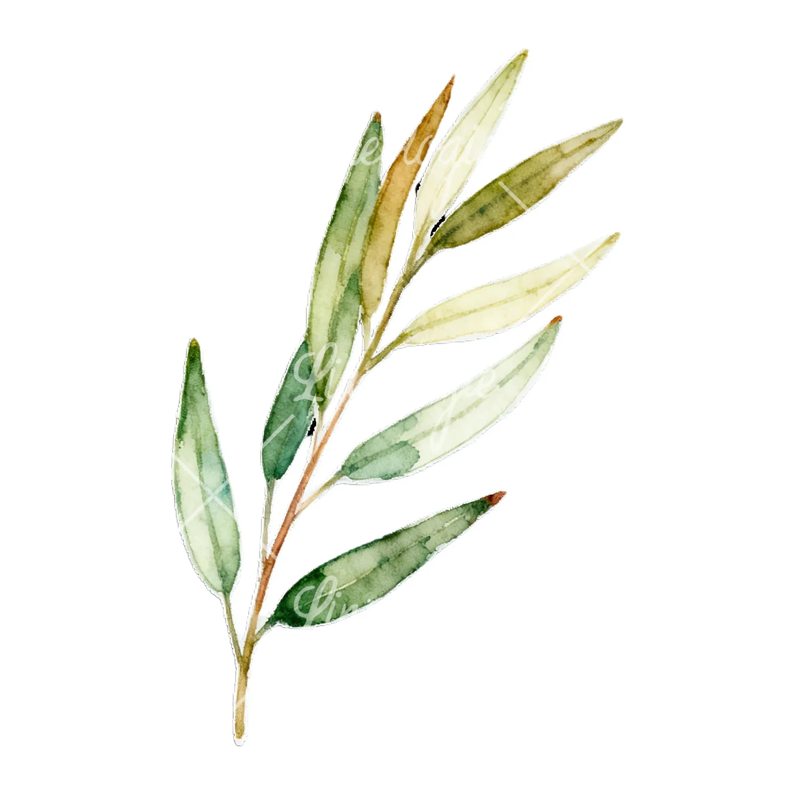 Watercolor eucalyptus branch with muted red clipart 7 of 9 on a white background (JPG)