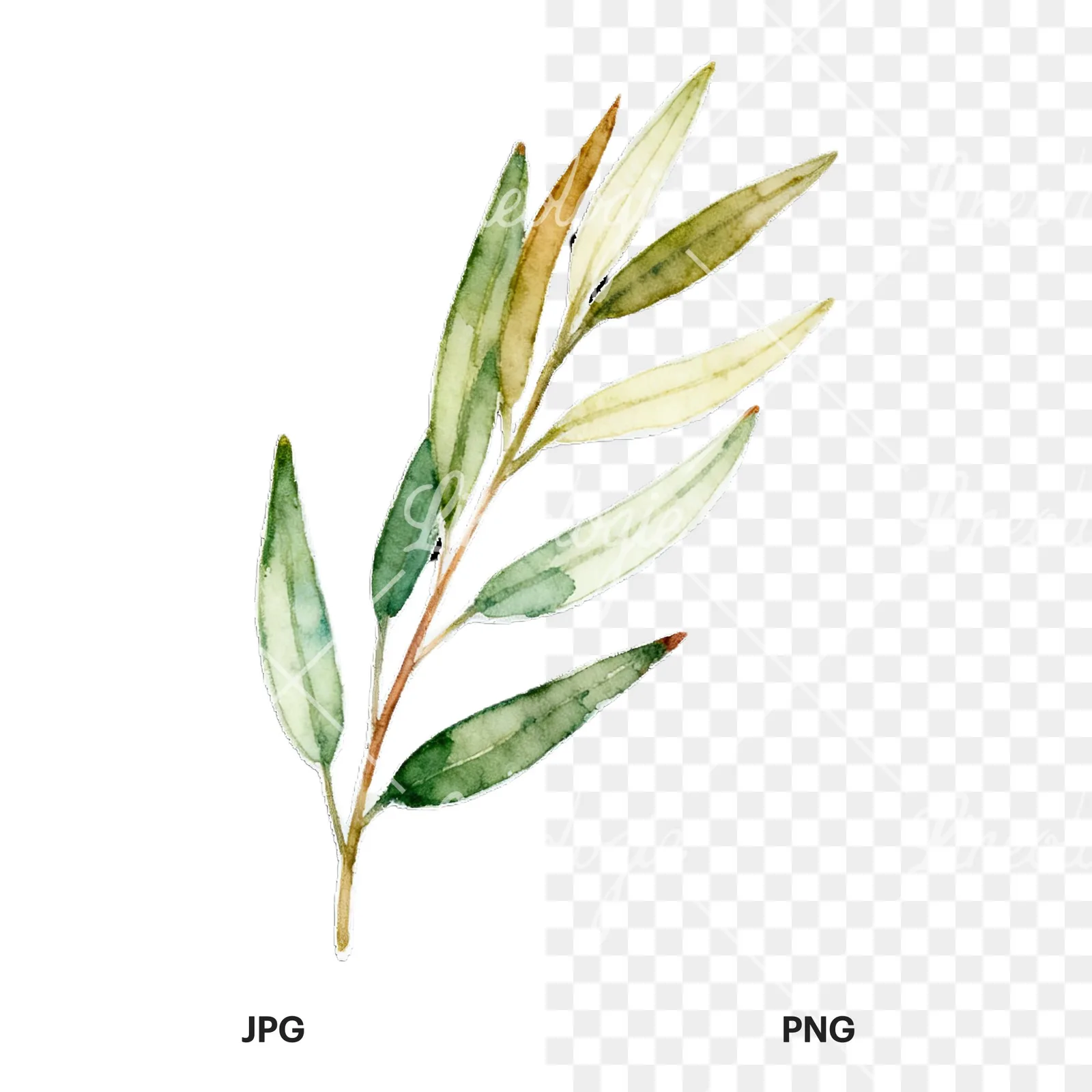 Watercolor eucalyptus branch with muted red clipart 7 of 9, as a JPG on white and a transparent PNG