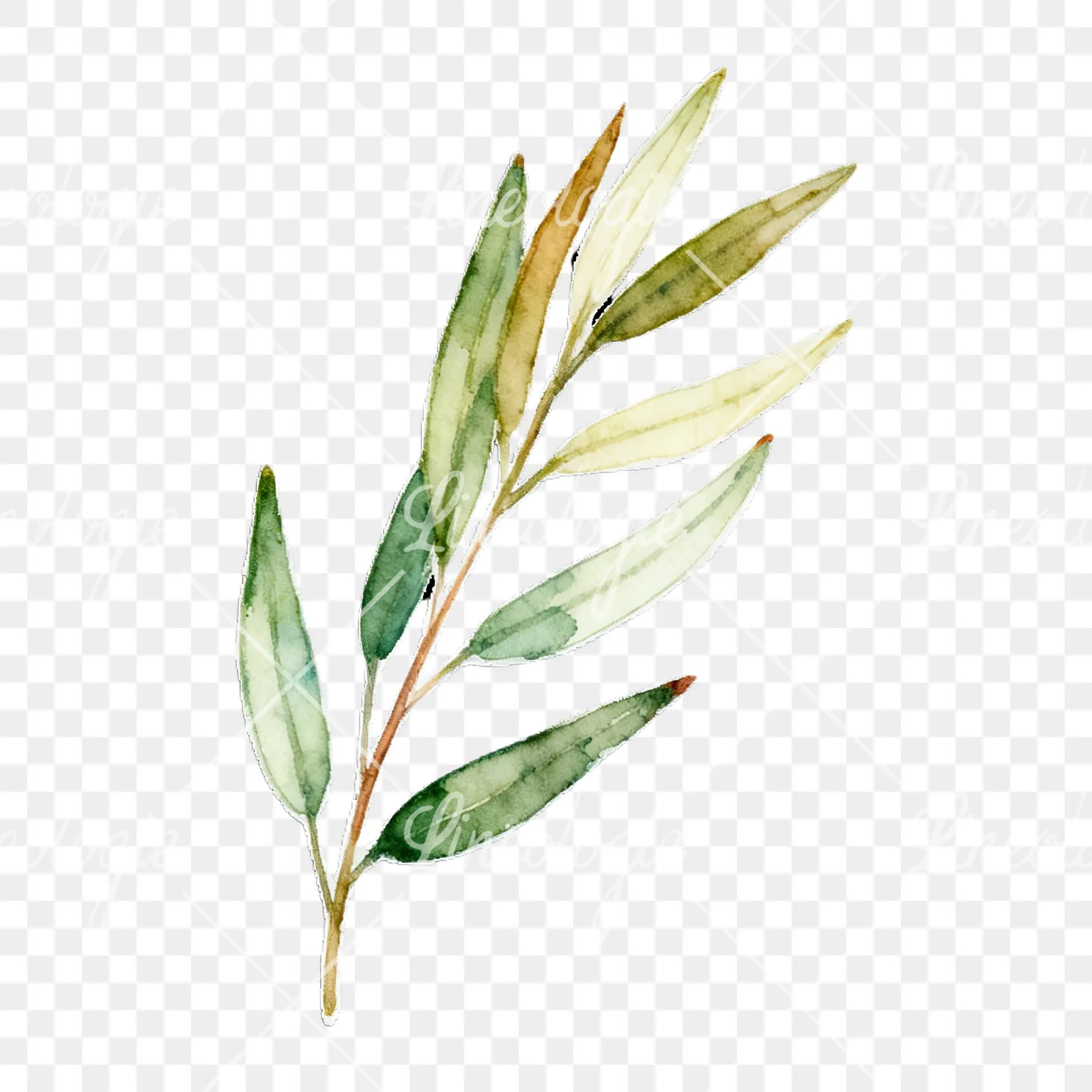 Watercolor eucalyptus branch with muted red clipart 7 of 9 on a transparent background (PNG)