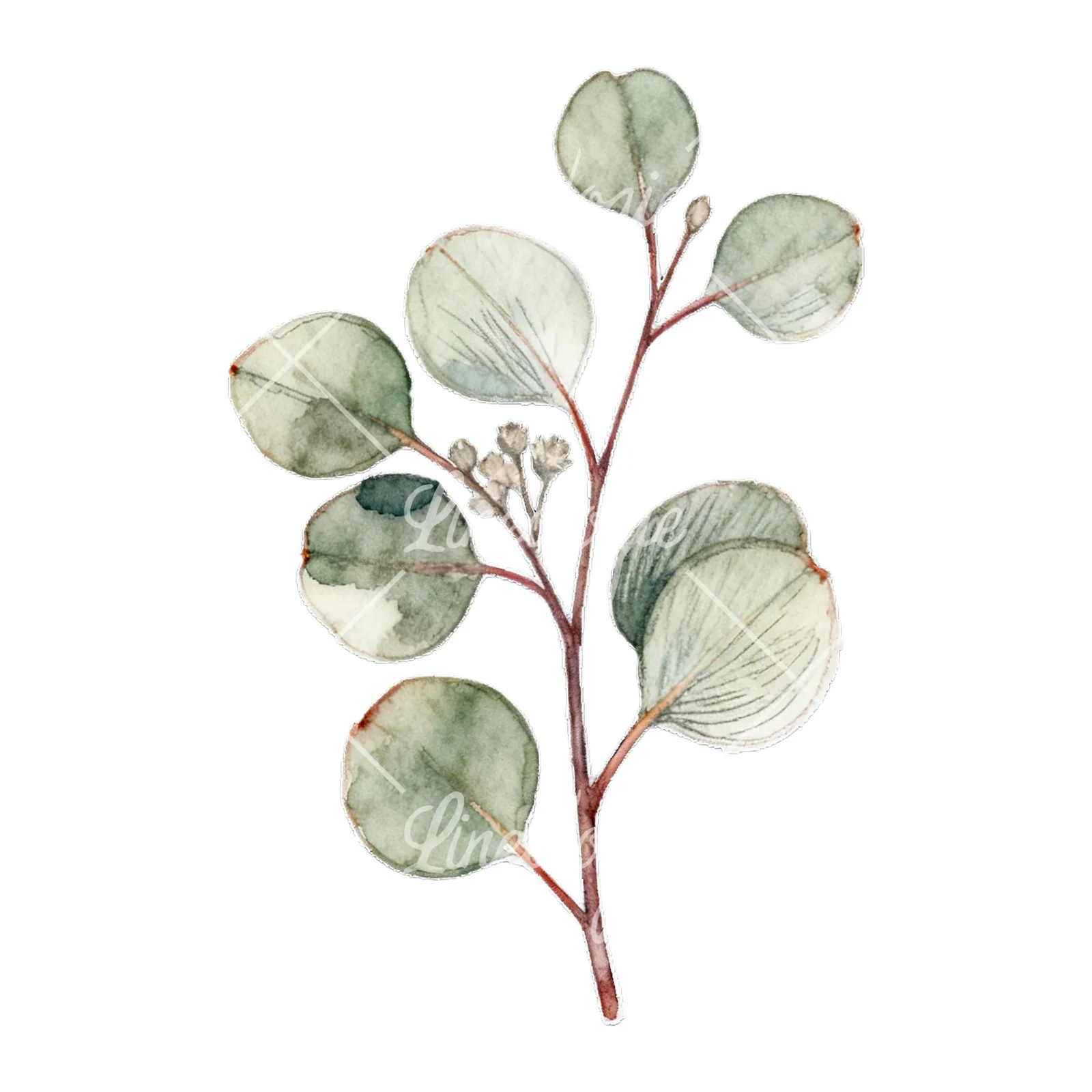 Watercolor eucalyptus branch with muted red clipart 8 of 9 on a white background (JPG)