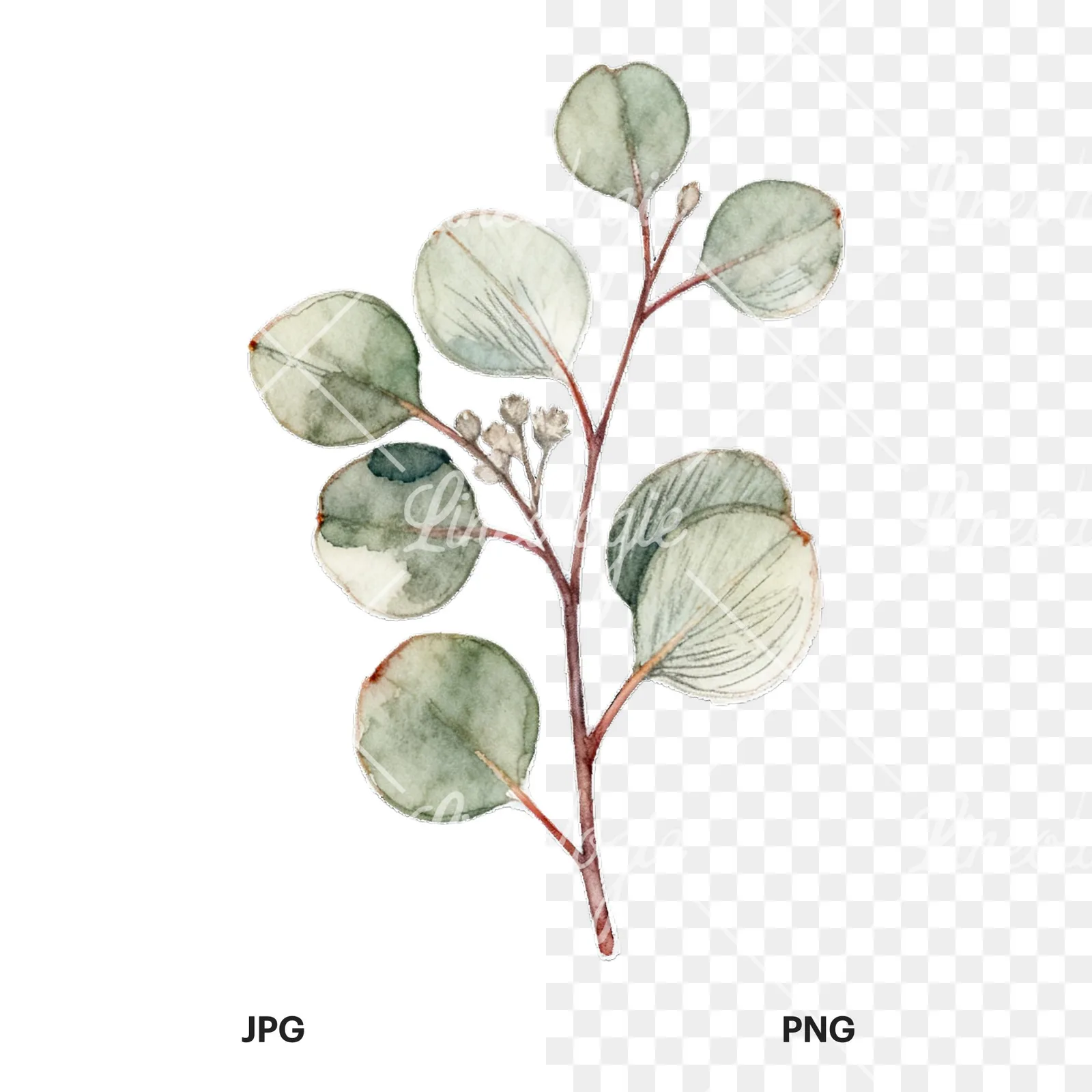 Watercolor eucalyptus branch with muted red clipart 8 of 9, as a JPG on white and a transparent PNG