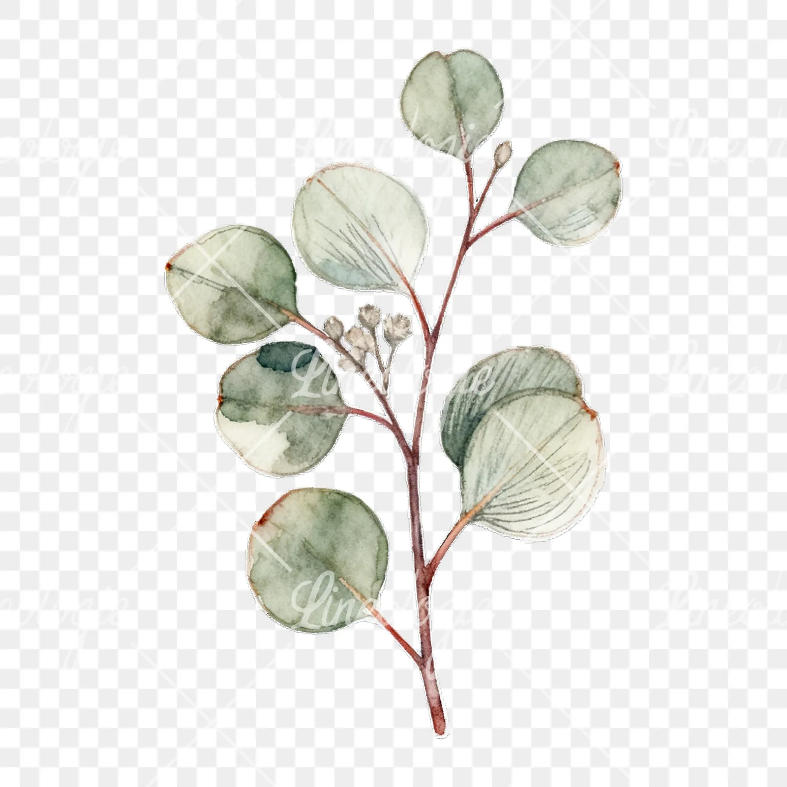 Watercolor eucalyptus branch with muted red clipart 8 of 9 on a transparent background (PNG)