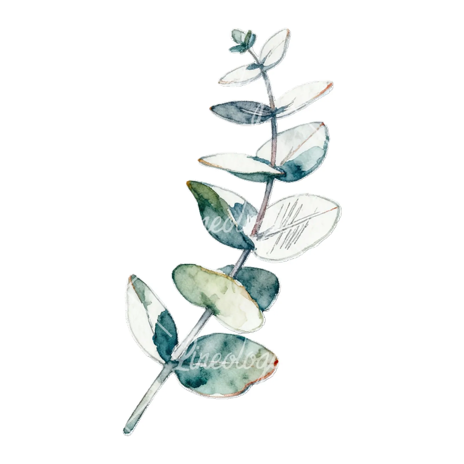 Watercolor eucalyptus branch with muted red clipart 9 of 9 on a white background (JPG)