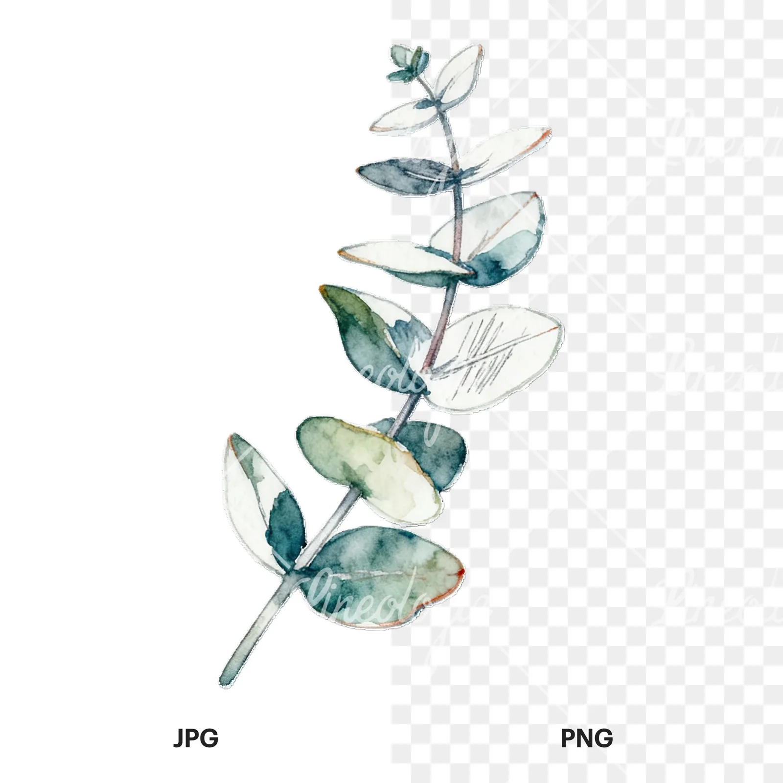 Watercolor eucalyptus branch with muted red clipart 9 of 9, as a JPG on white and a transparent PNG