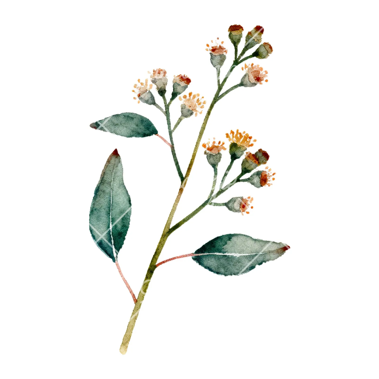 Watercolor eucalyptus branch flower clipart 1 of 9 on a white background (JPG)