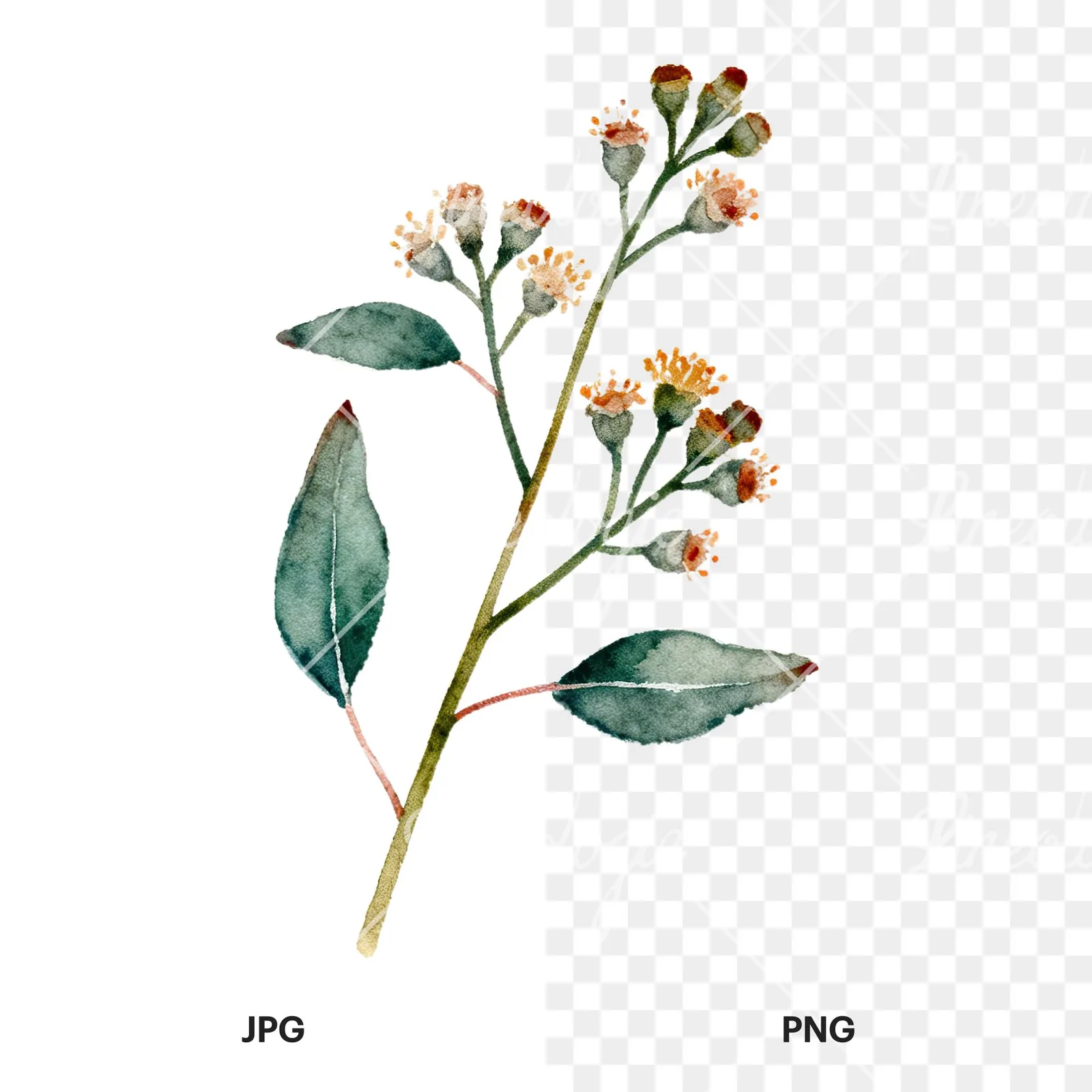 Watercolor eucalyptus branch flower clipart 1 of 9, as a JPG on white and a transparent PNG