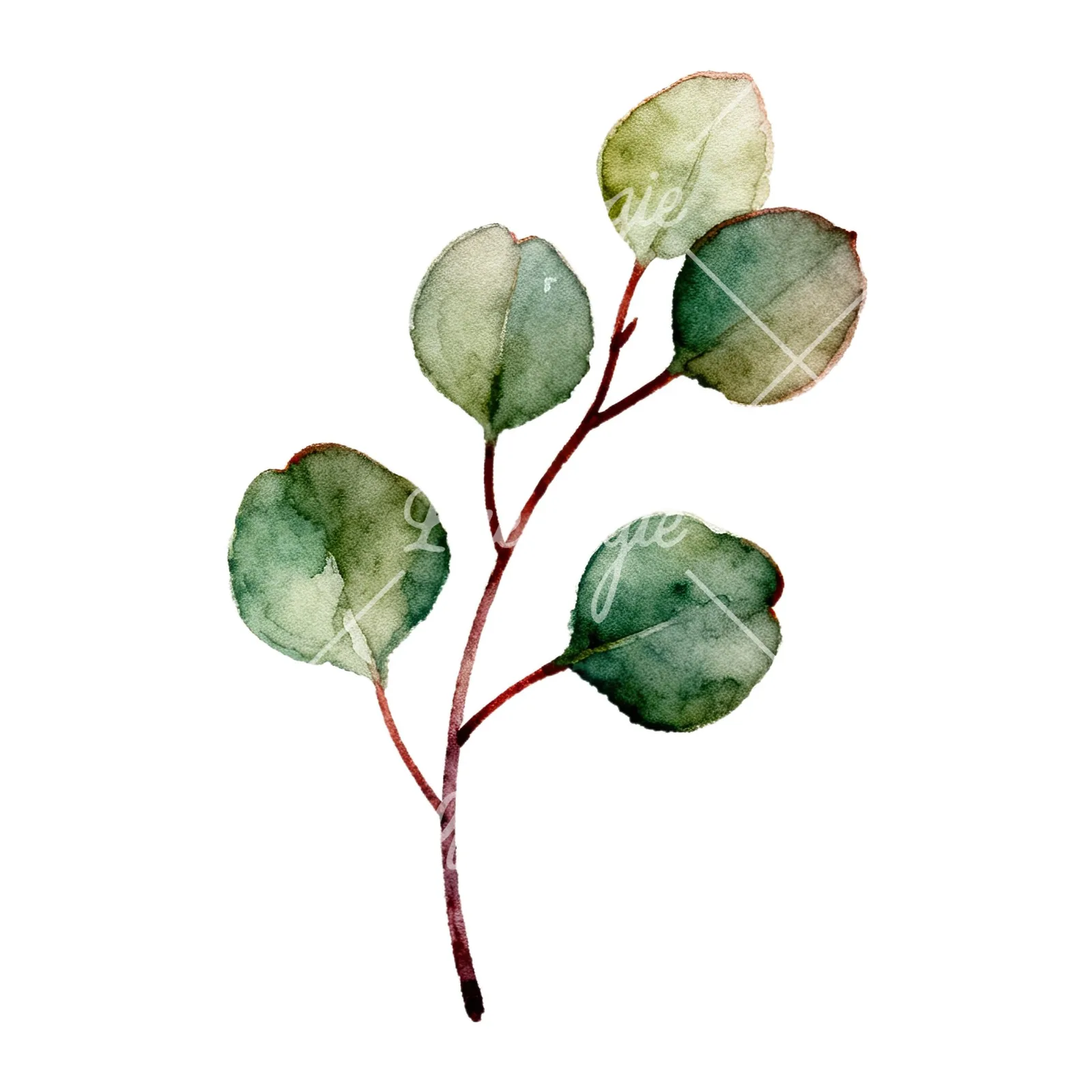 Watercolor eucalyptus branch flower clipart 2 of 9 on a white background (JPG)