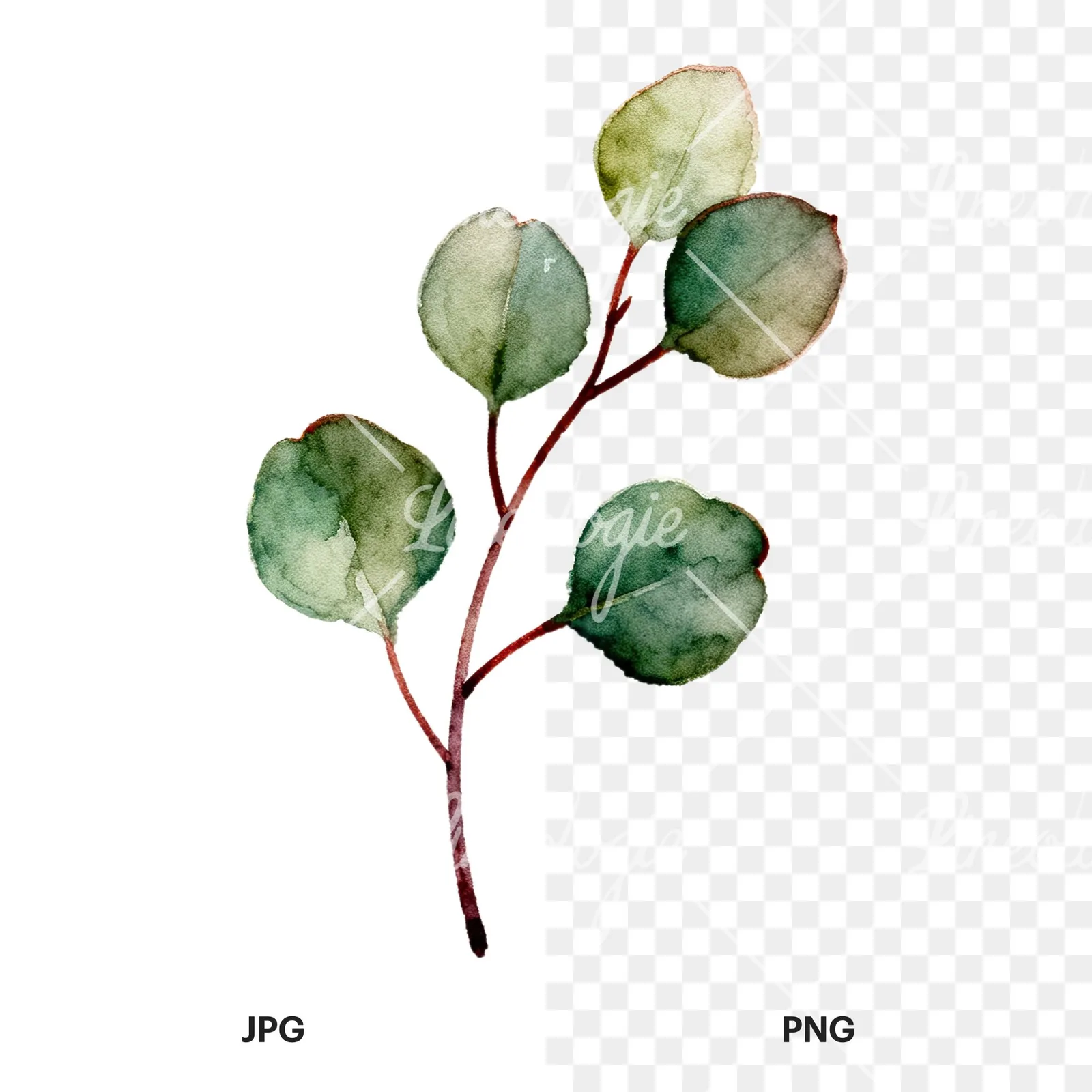 Watercolor eucalyptus branch flower clipart 2 of 9, as a JPG on white and a transparent PNG