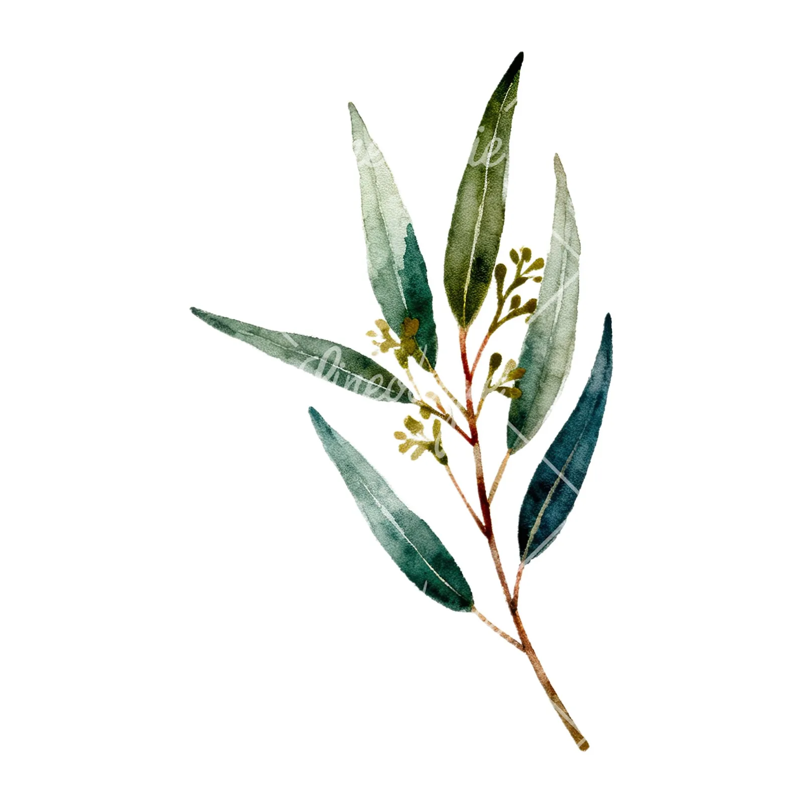 Watercolor eucalyptus branch flower clipart 3 of 9 on a white background (JPG)