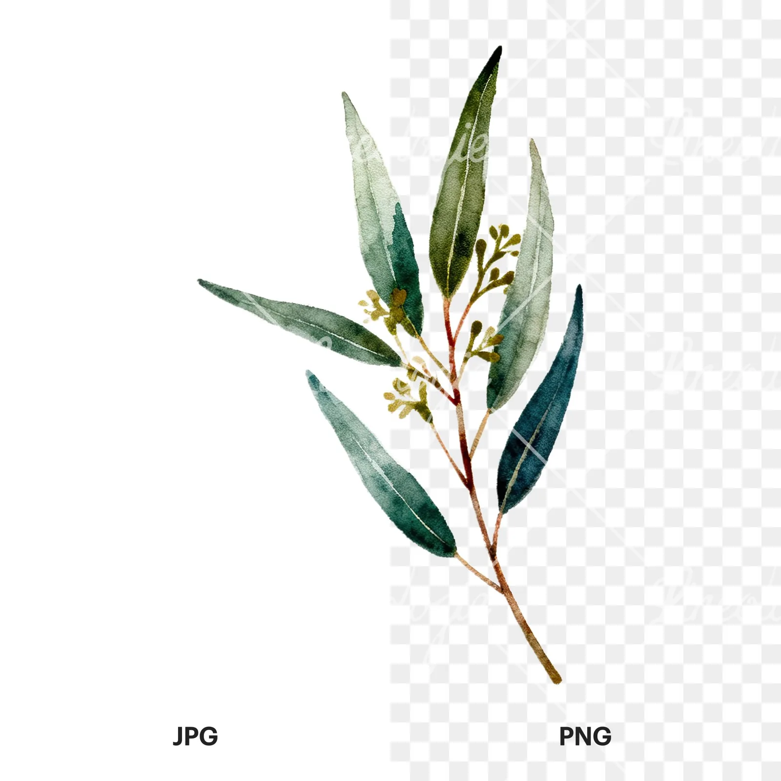 Watercolor eucalyptus branch flower clipart 3 of 9, as a JPG on white and a transparent PNG