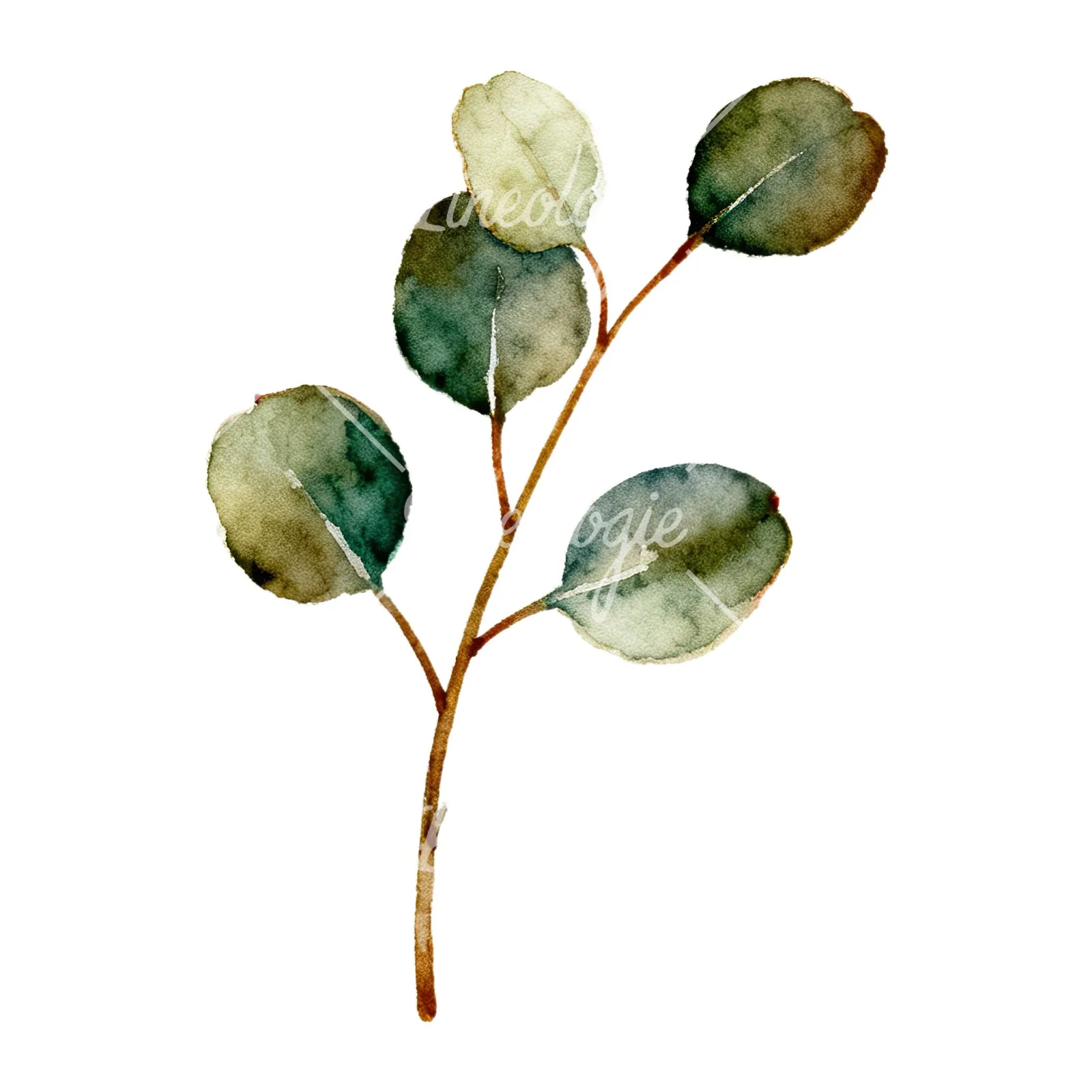 Watercolor eucalyptus branch flower clipart 4 of 9 on a white background (JPG)