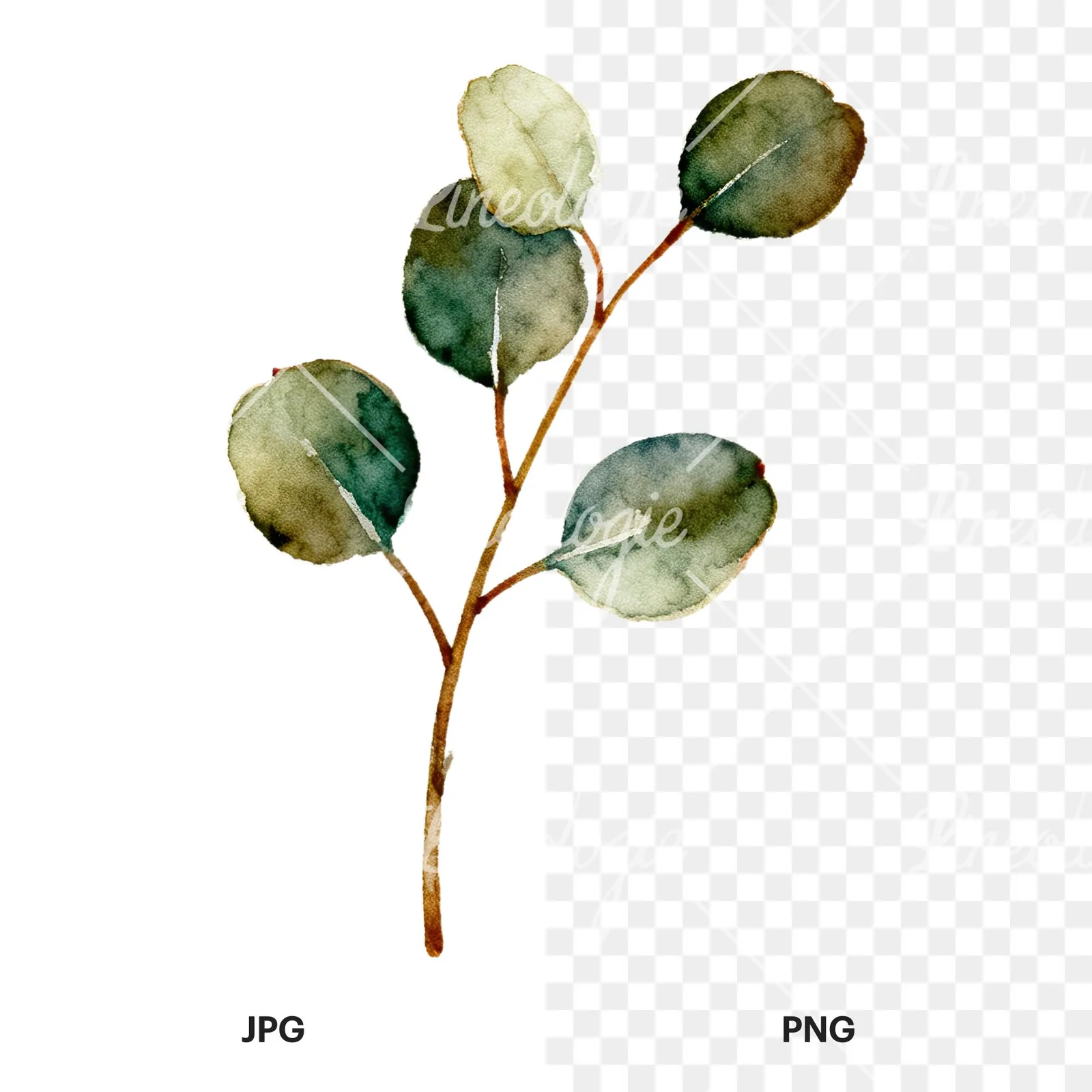 Watercolor eucalyptus branch flower clipart 4 of 9, as a JPG on white and a transparent PNG