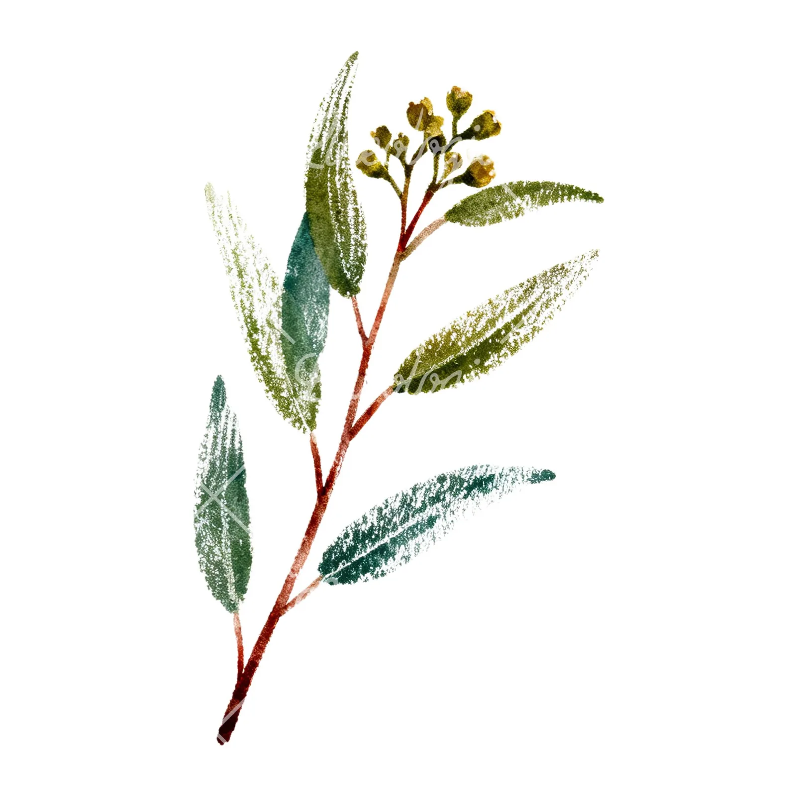 Watercolor eucalyptus branch flower clipart 5 of 9 on a white background (JPG)