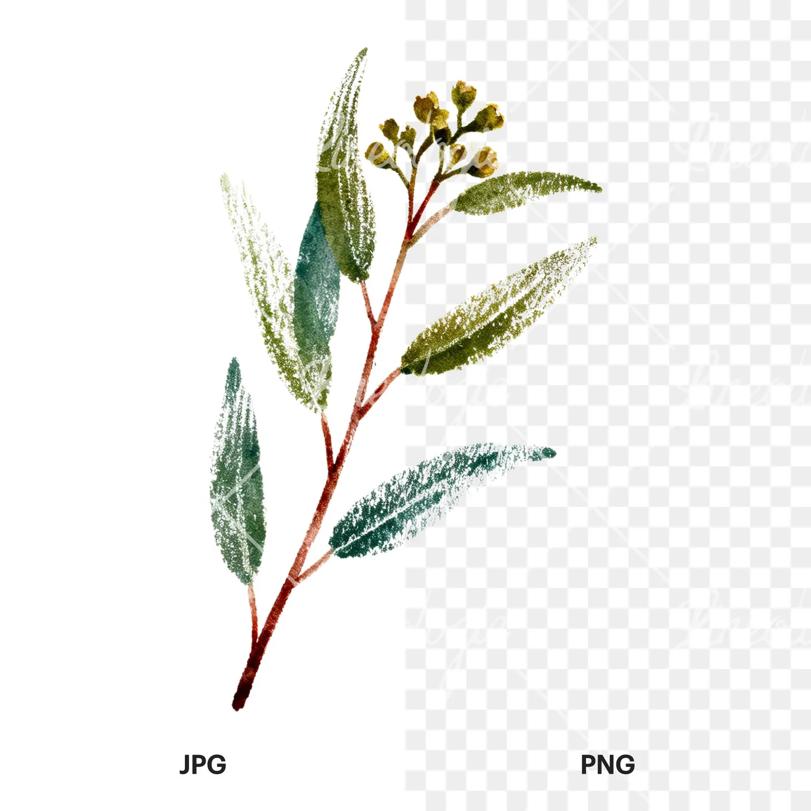 Watercolor eucalyptus branch flower clipart 5 of 9, as a JPG on white and a transparent PNG