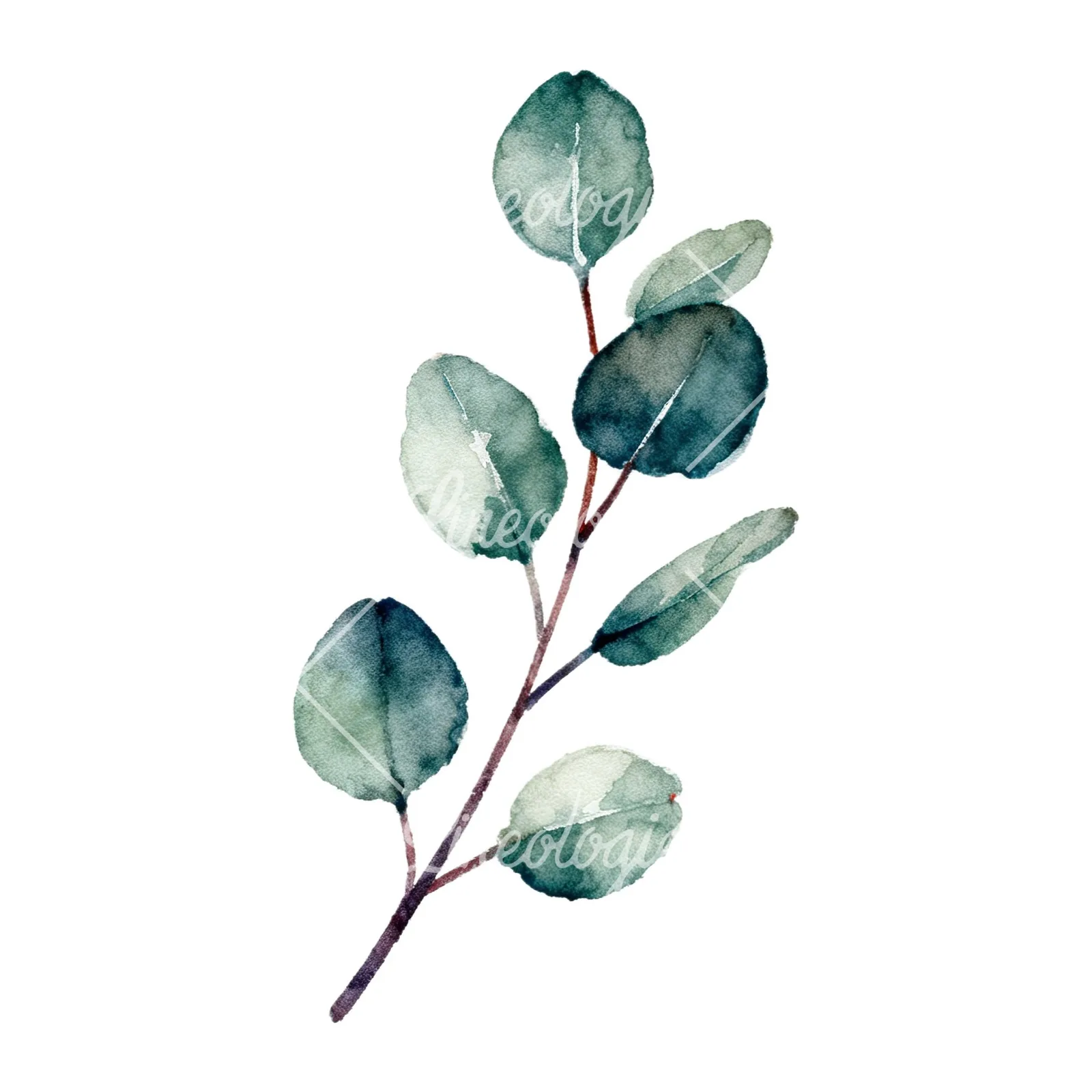 Watercolor eucalyptus branch flower clipart 6 of 9 on a white background (JPG)