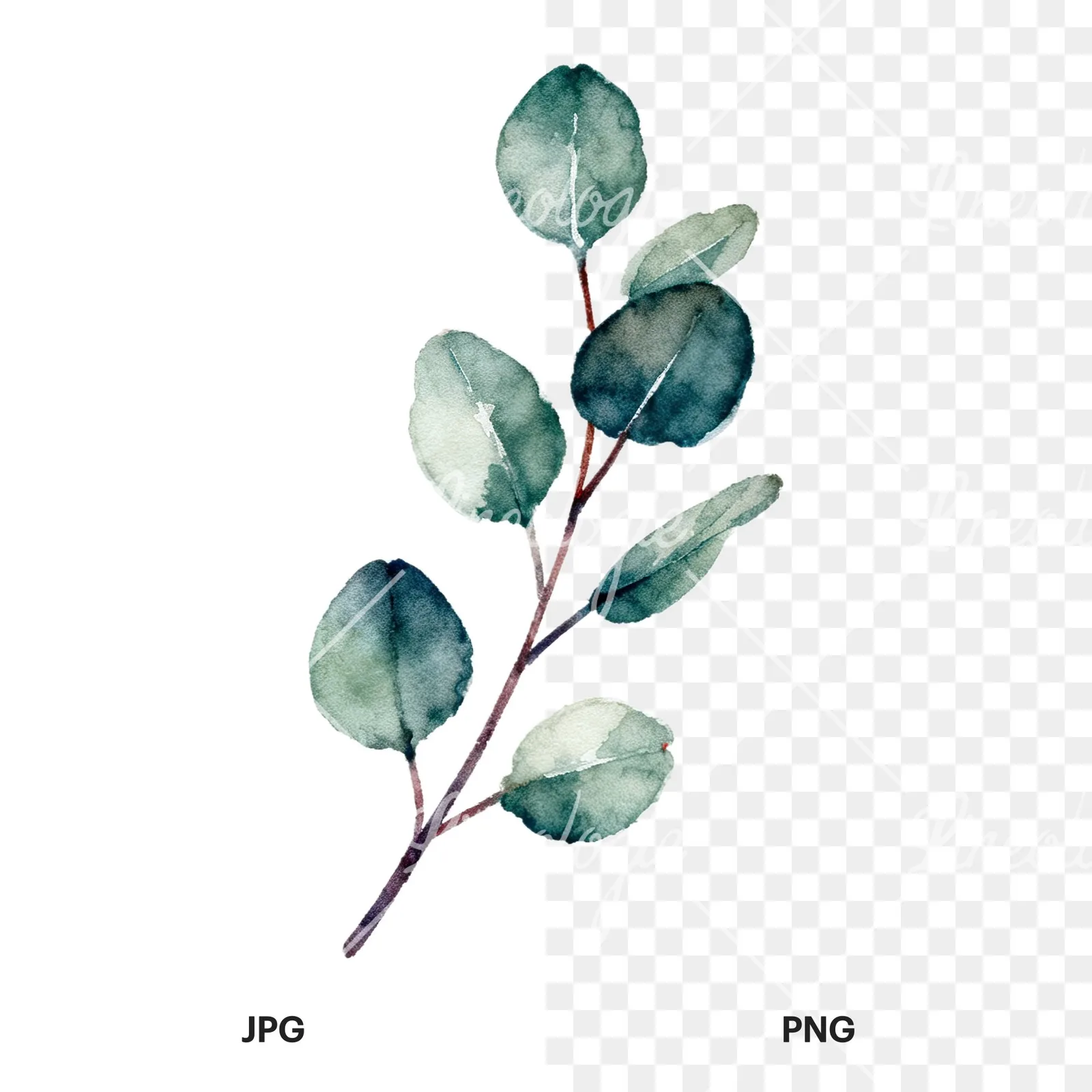 Watercolor eucalyptus branch flower clipart 6 of 9, as a JPG on white and a transparent PNG