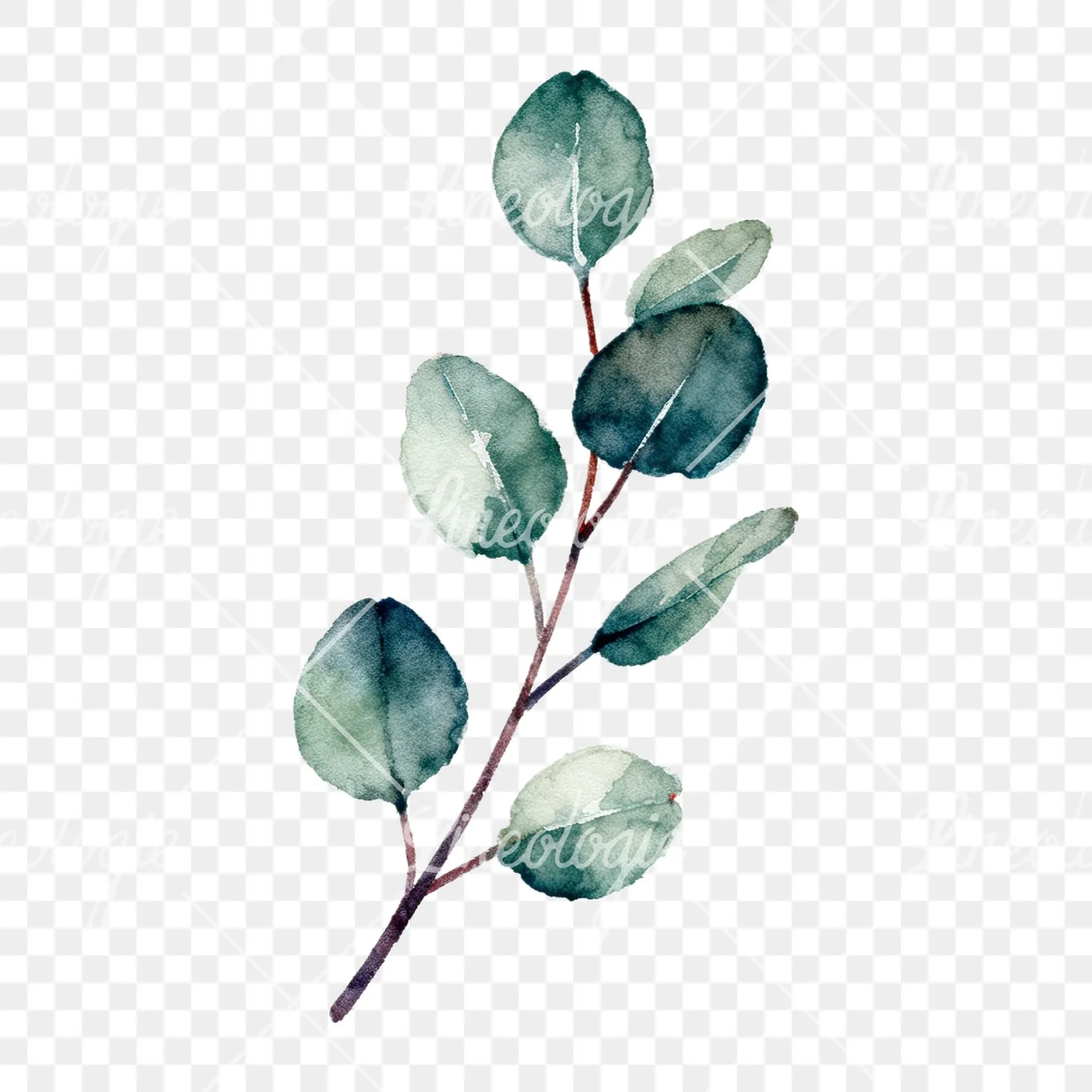 Watercolor eucalyptus branch flower clipart 6 of 9 on a transparent background (PNG)